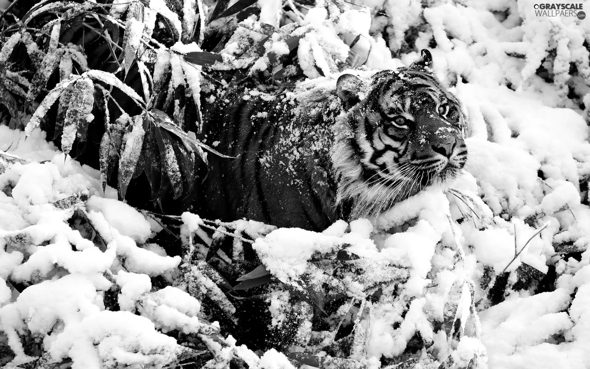 scrub, tiger, snow