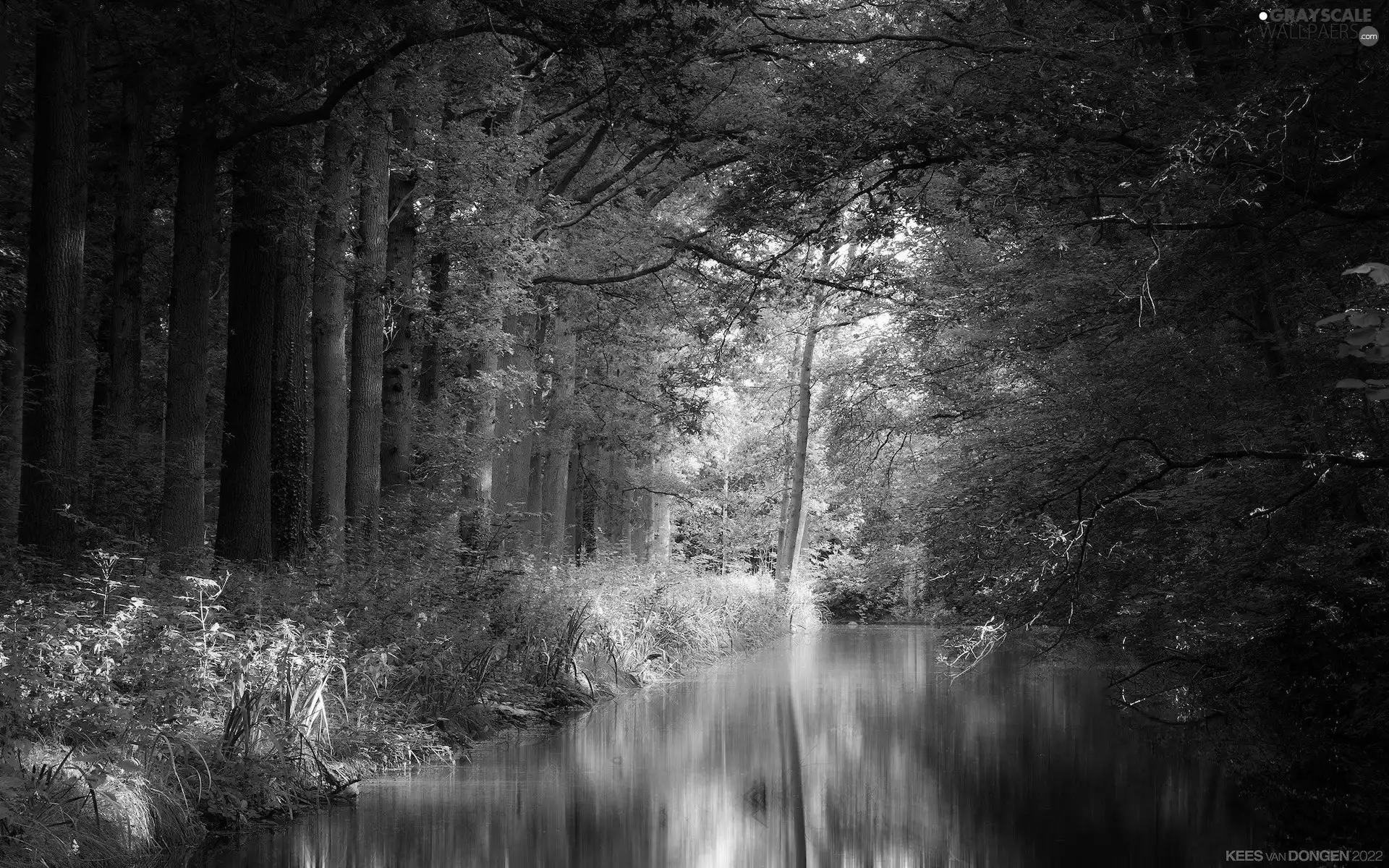 viewes, forest, Bush, scrub, River, trees