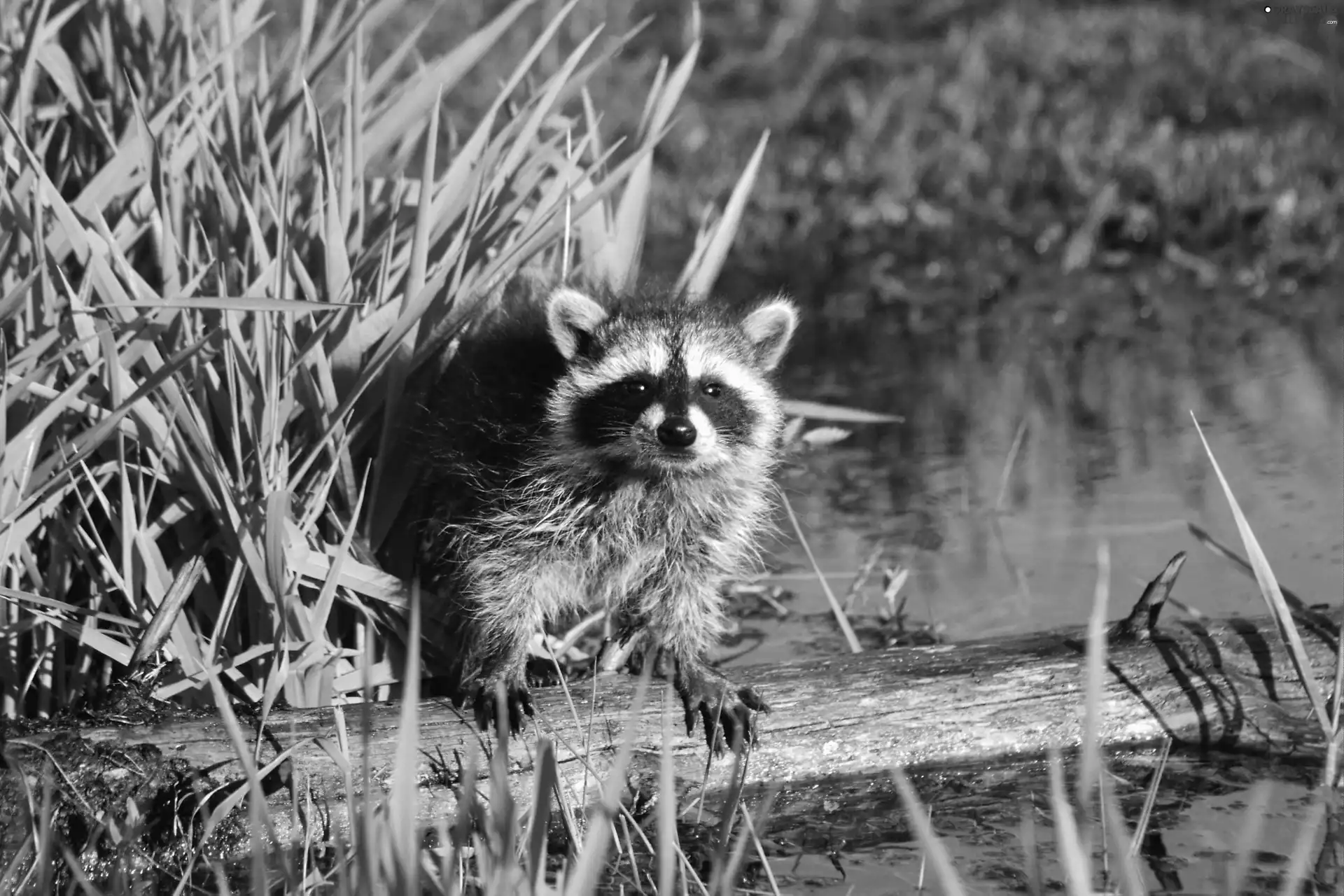 scrub, raccoon, water