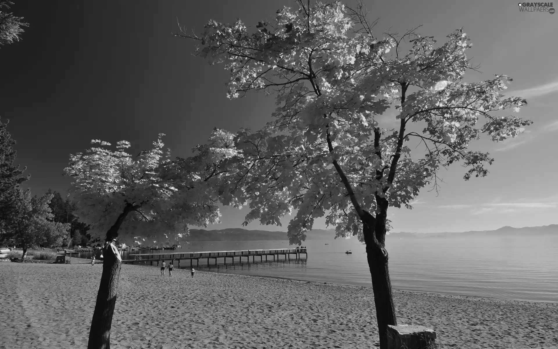 trees, Beaches, sea, autumn, viewes, pier