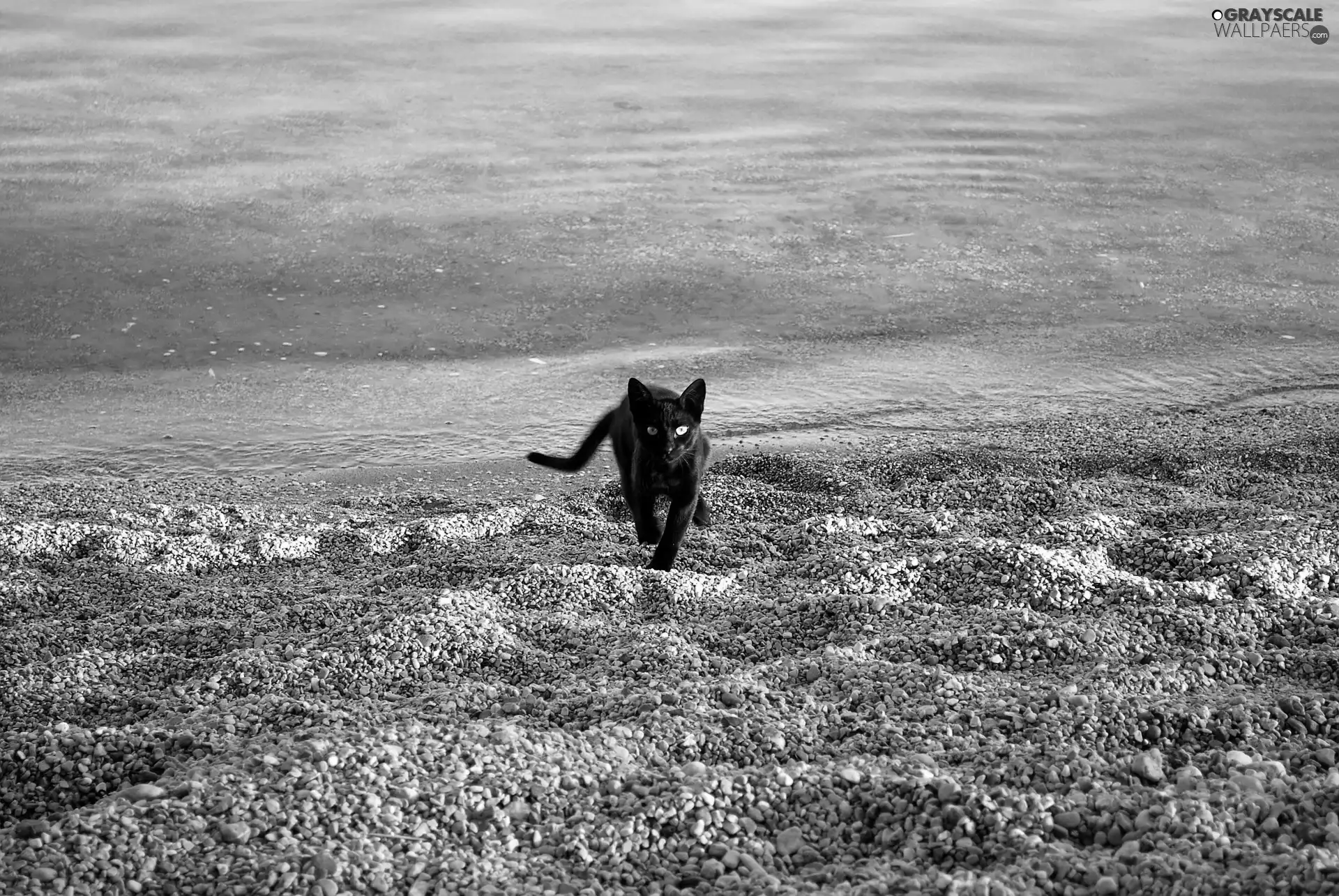 sea, cat, Beaches