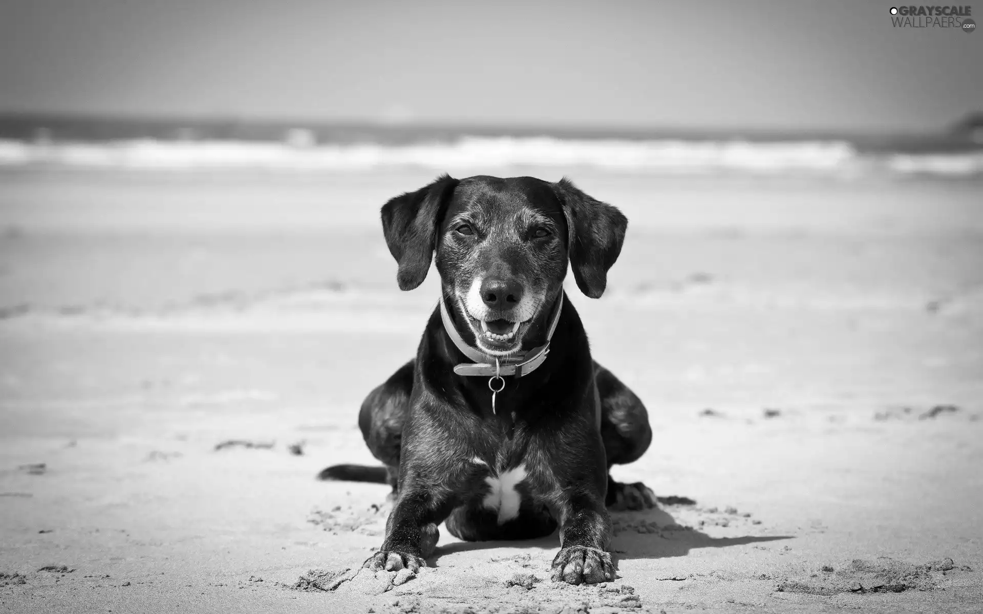 sea, dog, Beaches