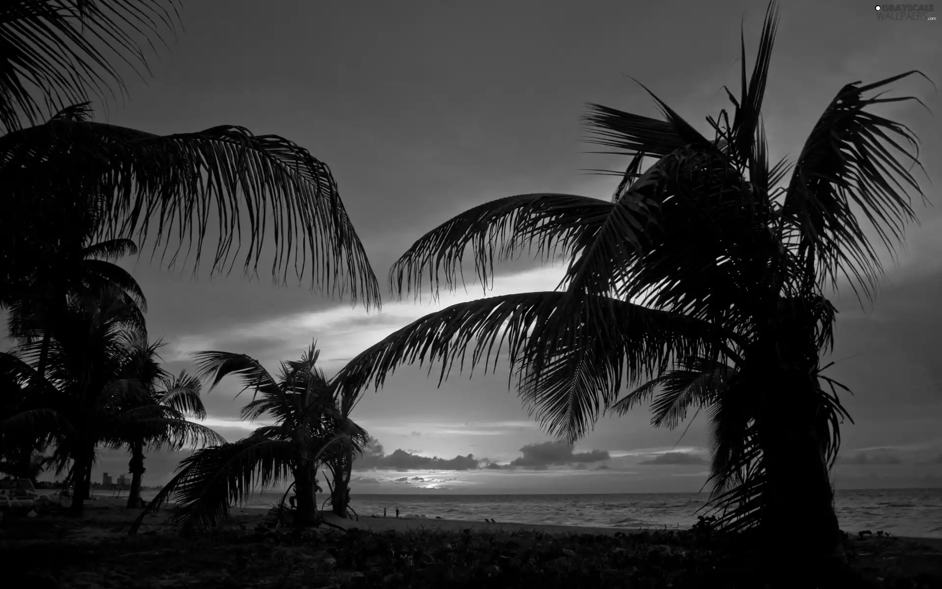 sea, Palms, Beaches