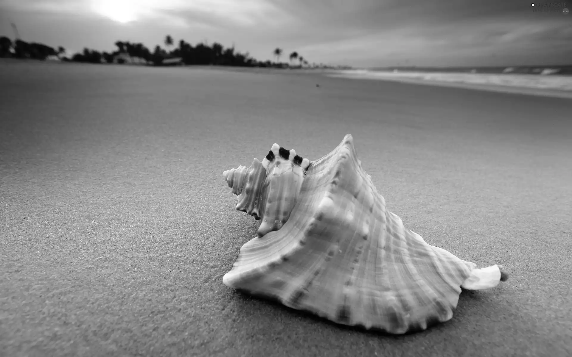 sea, shell, Beaches