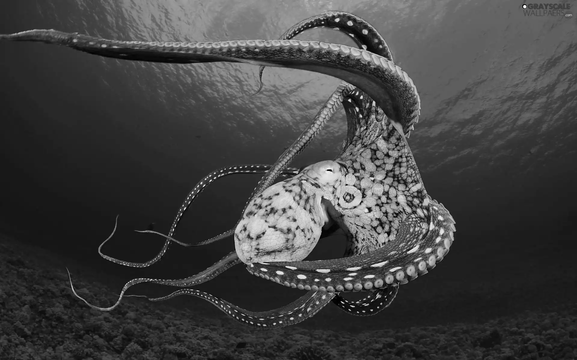 Sea, Octopus, bottom
