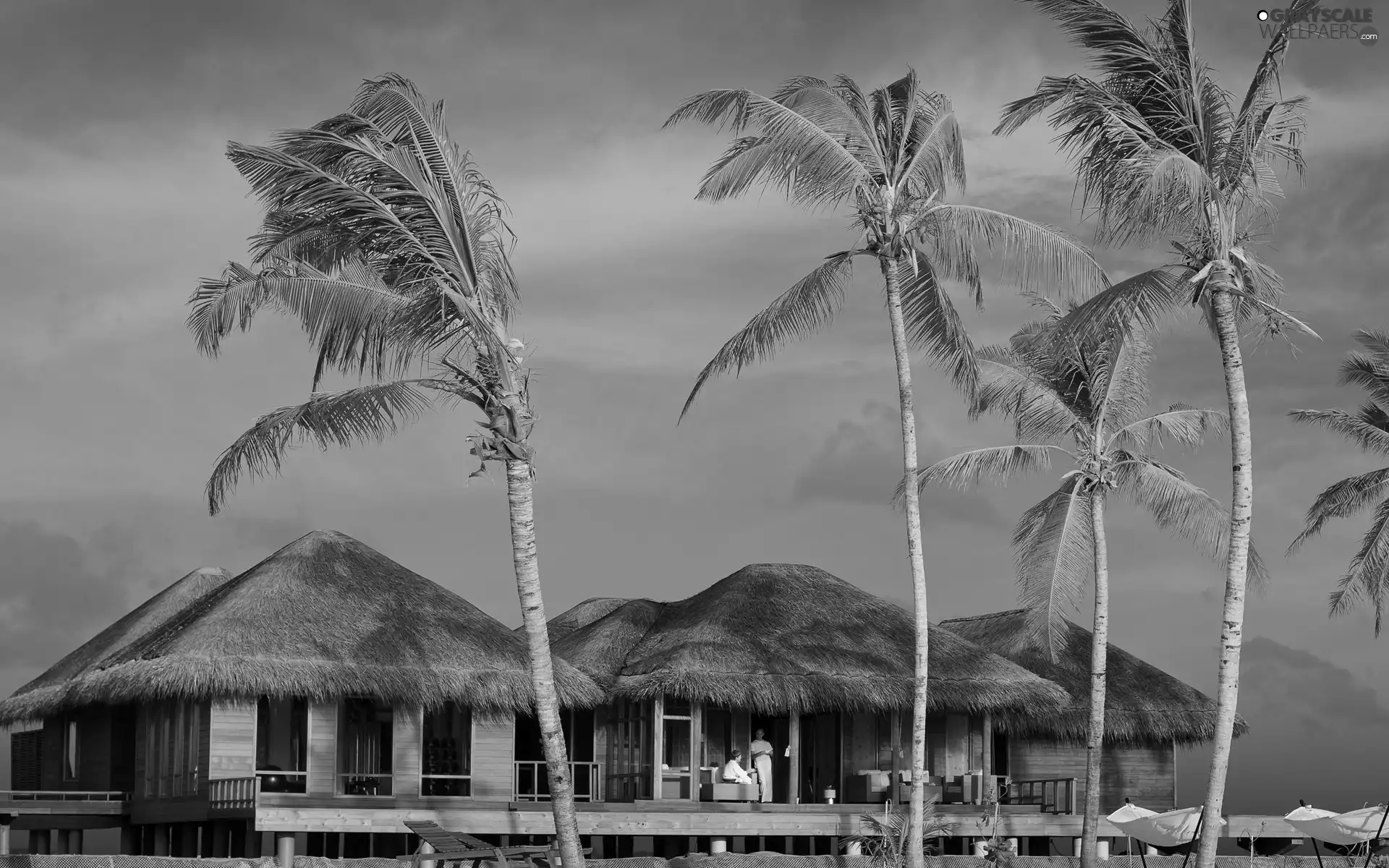 Maldives, Palms, sea, boutique hotels