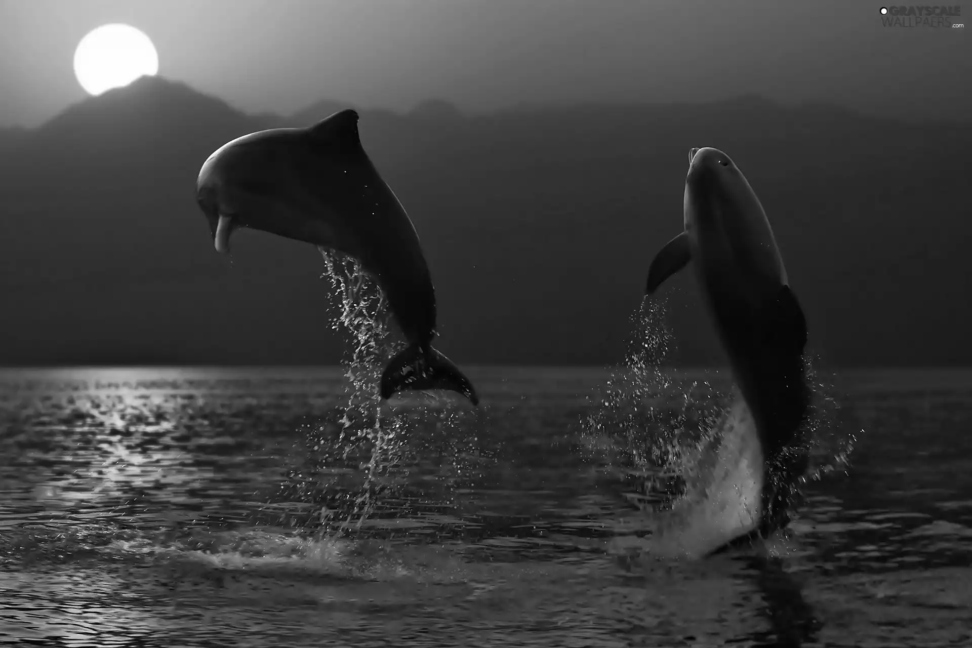 Two cars, Great Sunsets, sea, dolphins