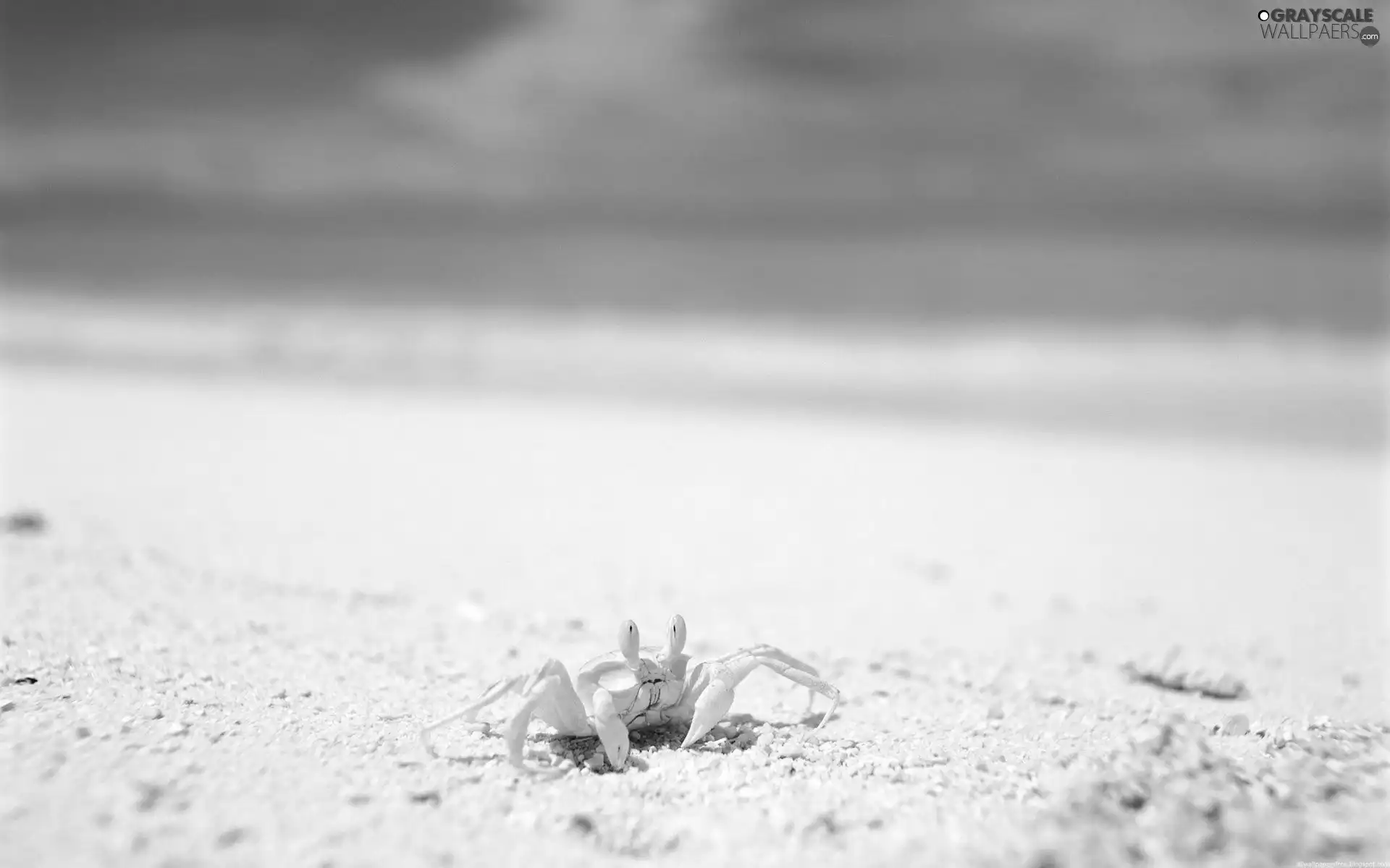 sea, Beaches, crab