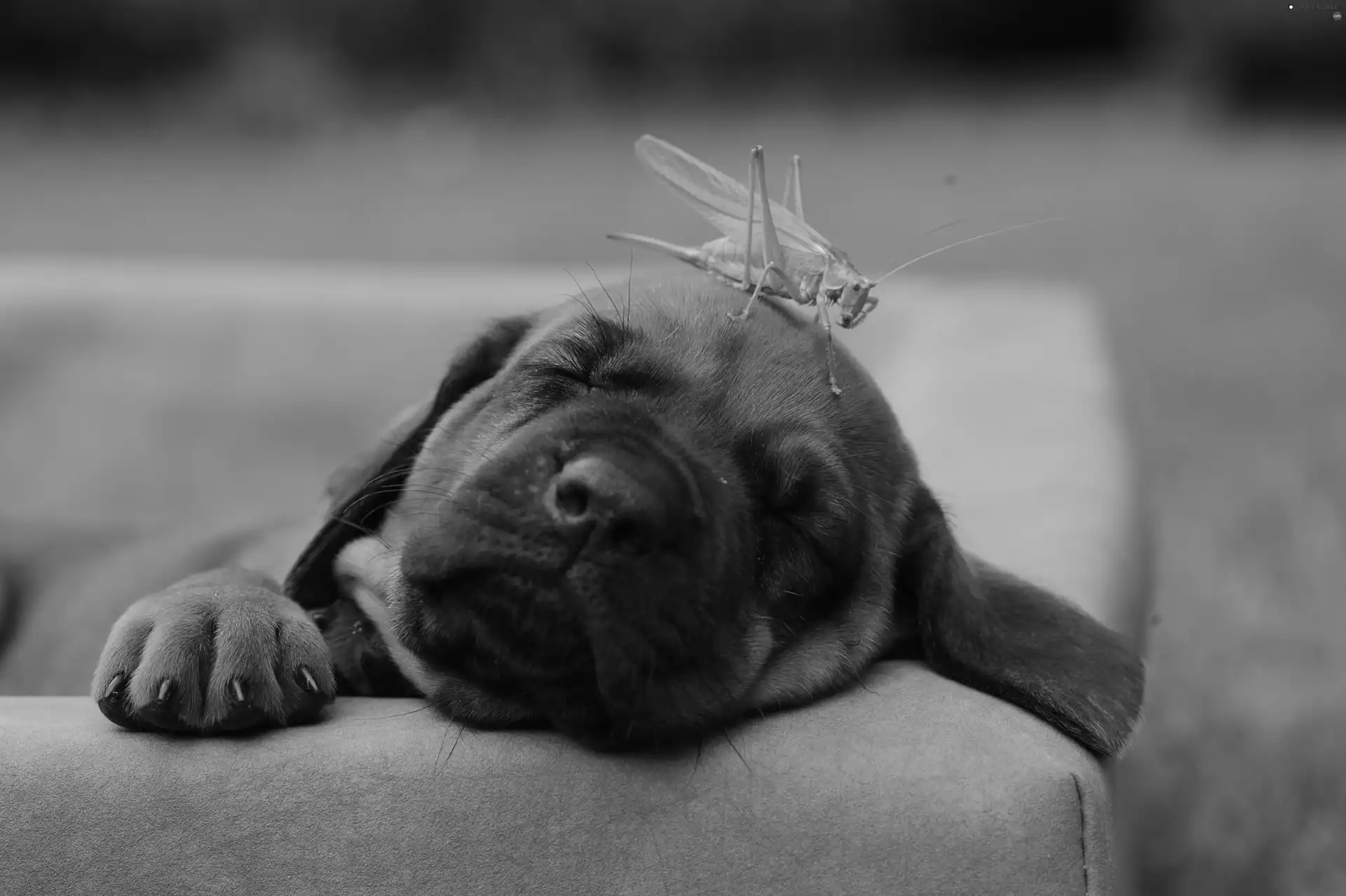 Puppy, grasshopper