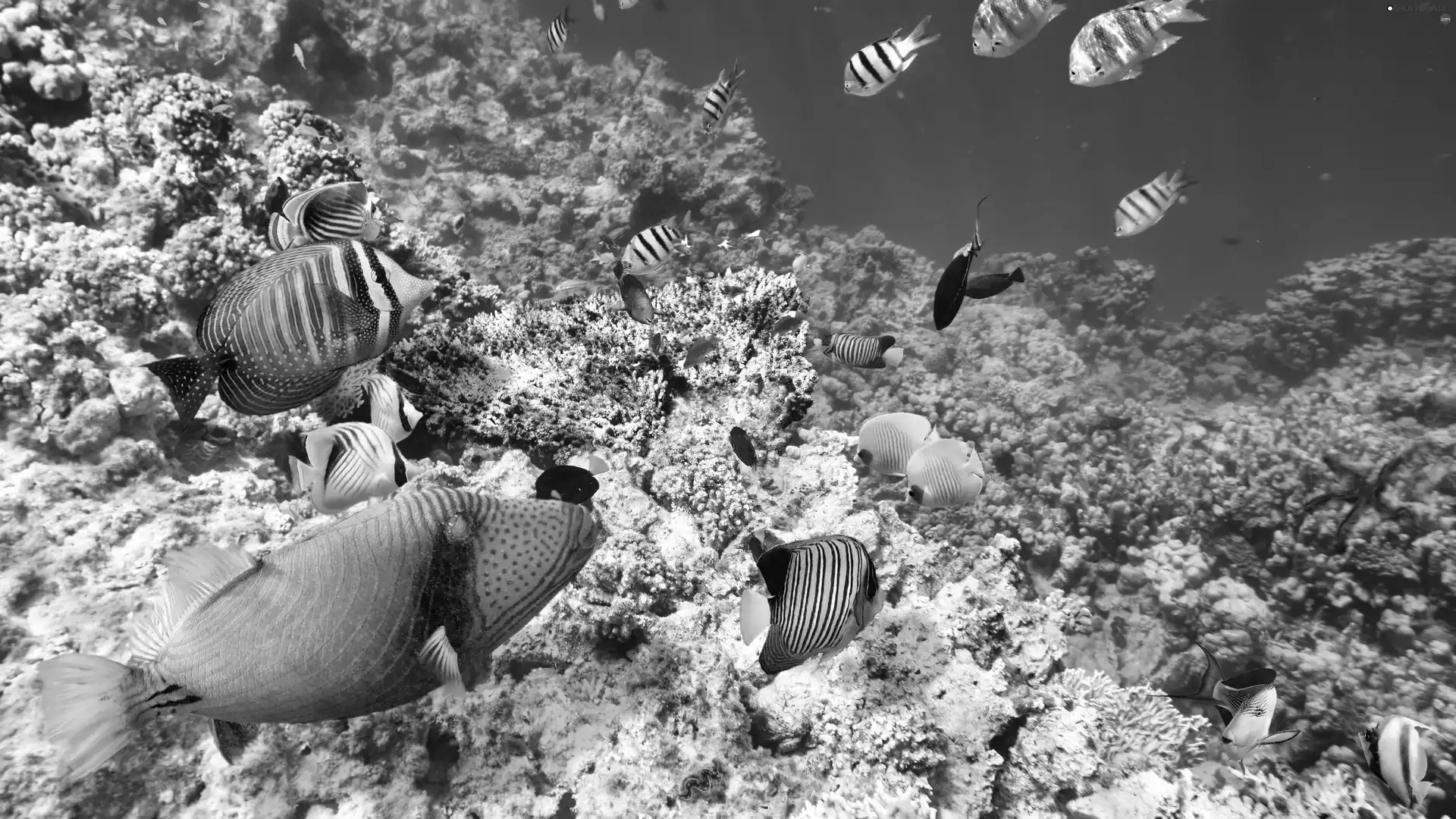 sea, cay, fish