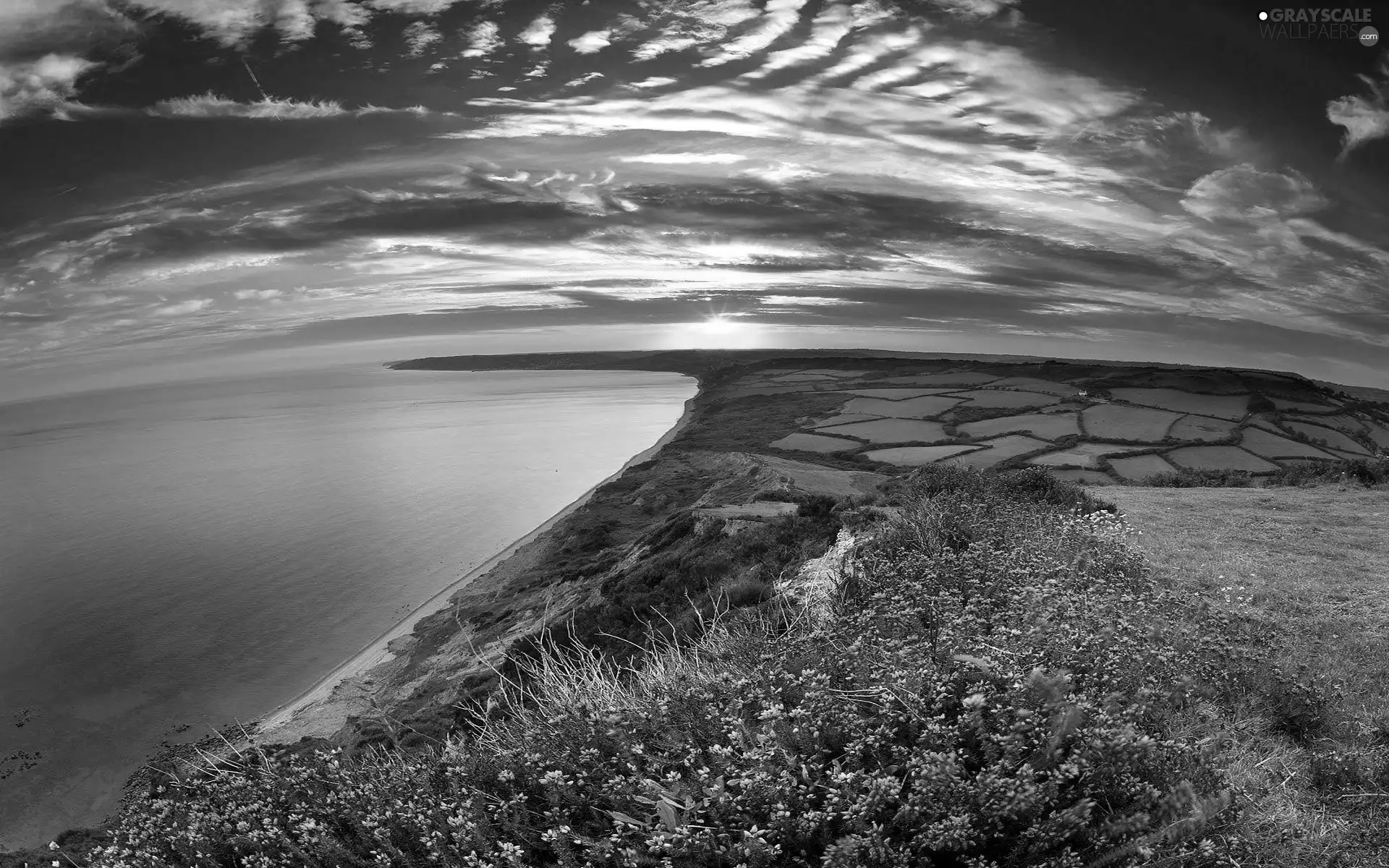 sea, Flowers, sun, field, west