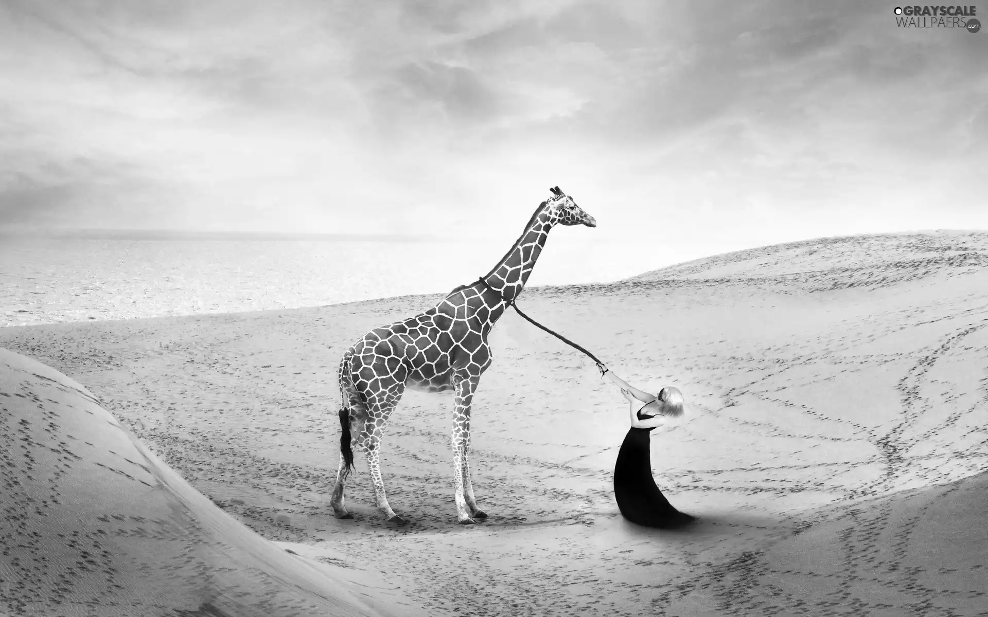 sea, graphics, Women, Beaches, giraffe