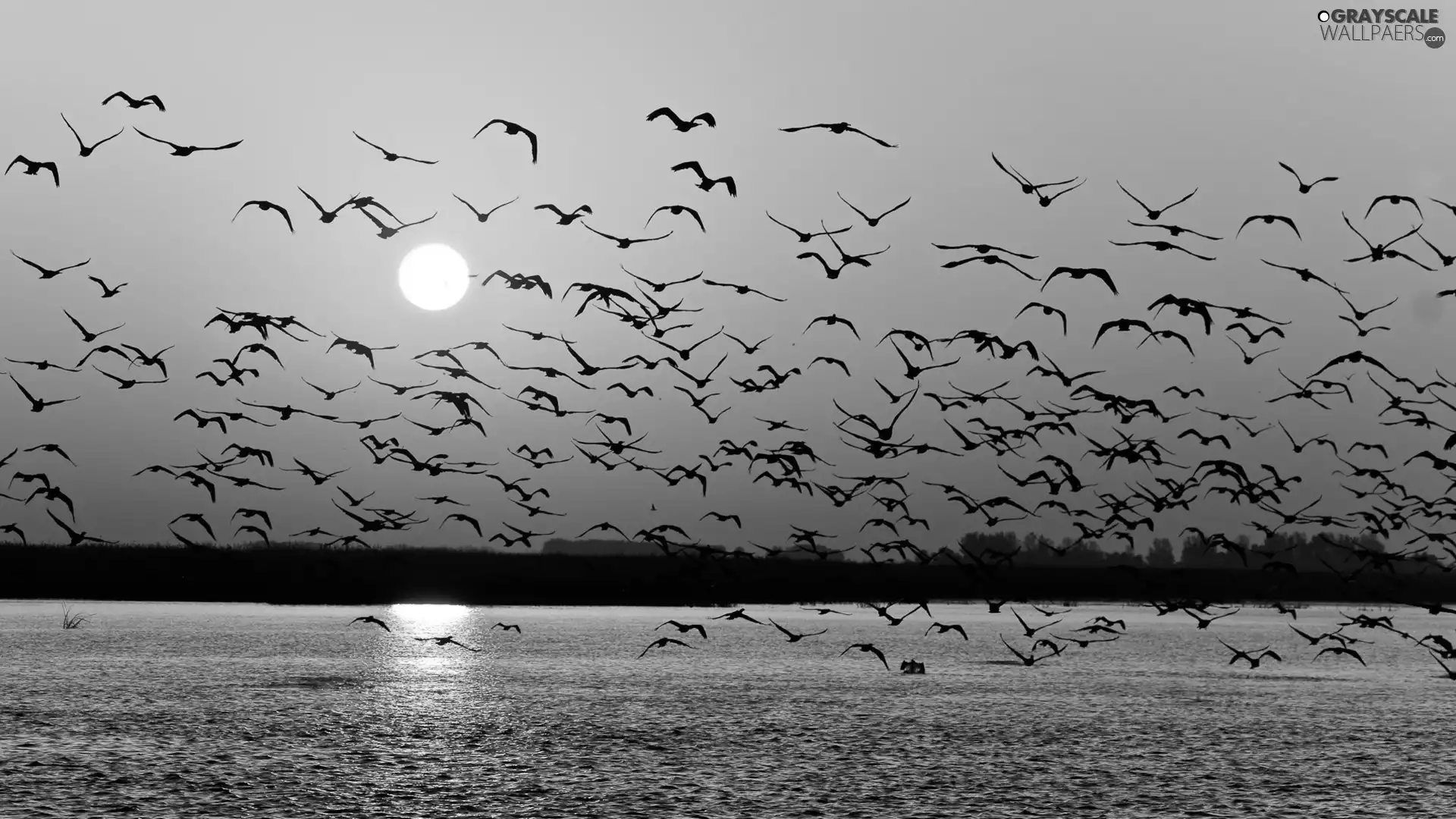 gulls, Great Sunsets, sea