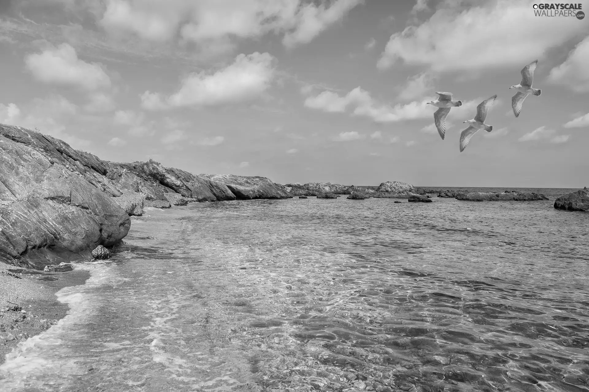 gulls, rocks, Coast, sea