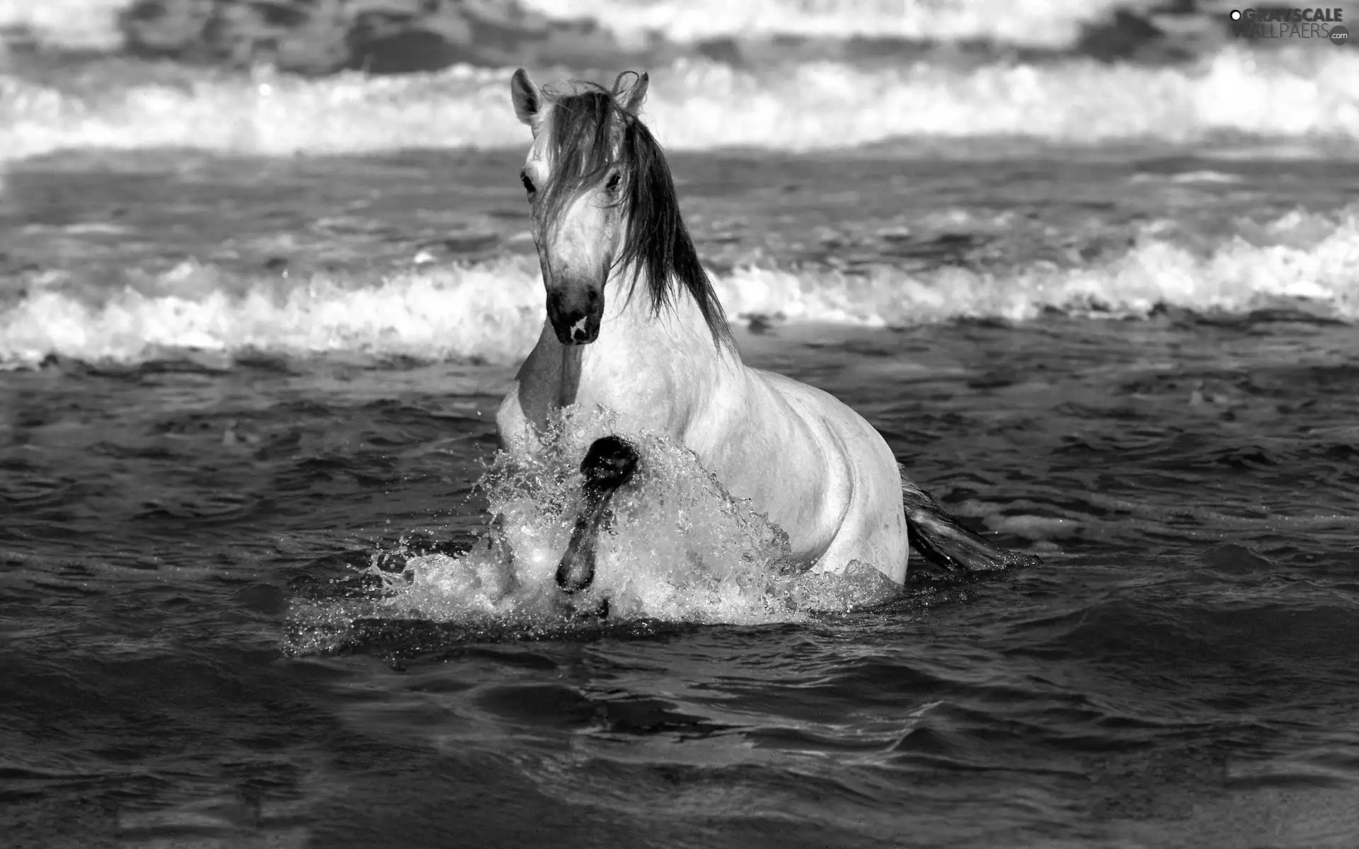 sea, White, Horse
