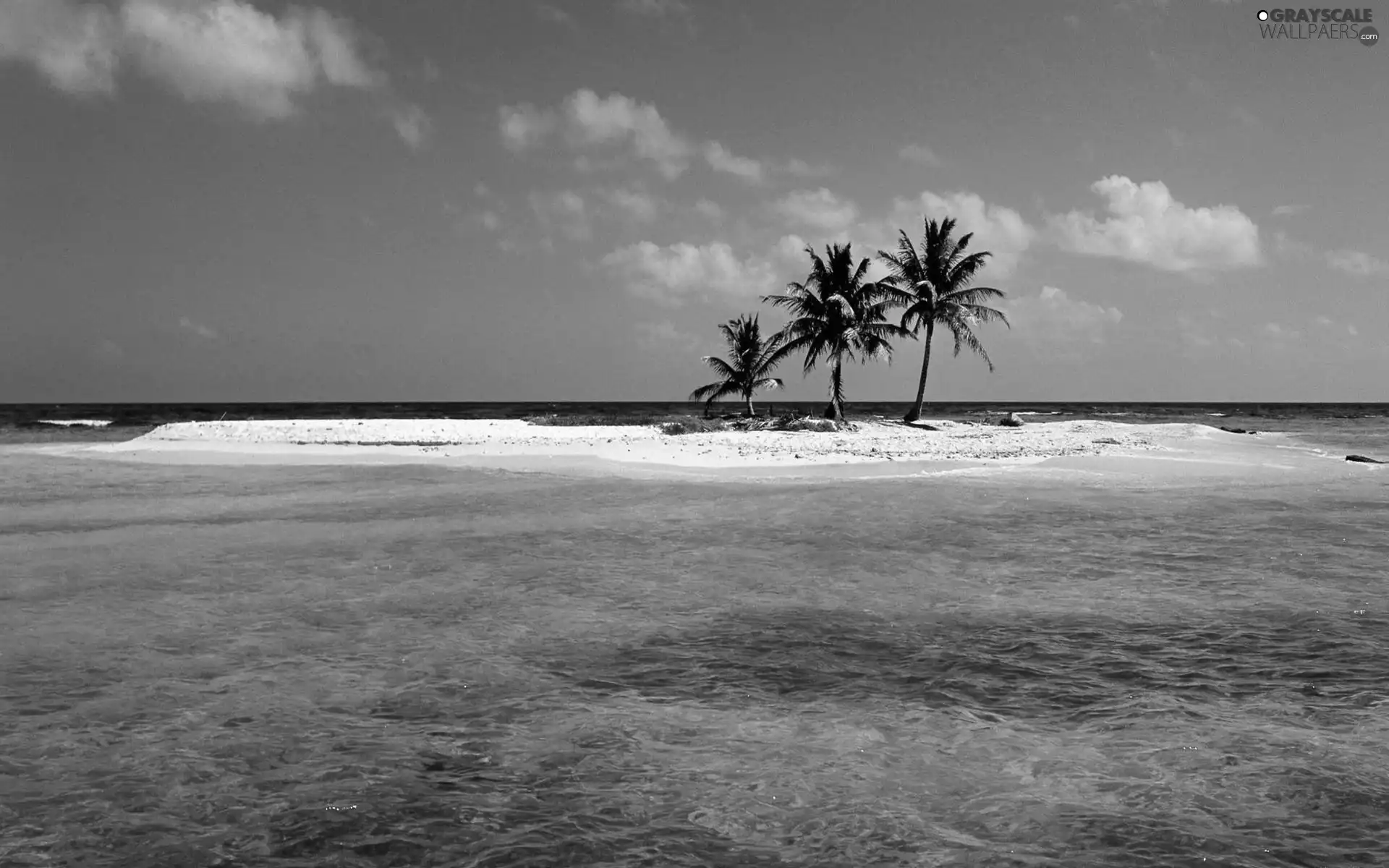 sea, Islet, Palms