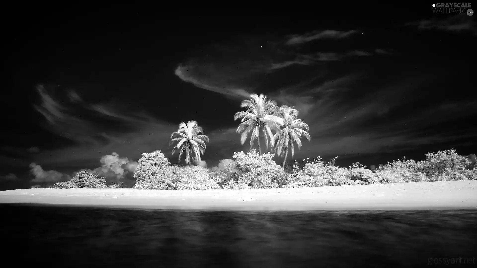 sea, White, Palms