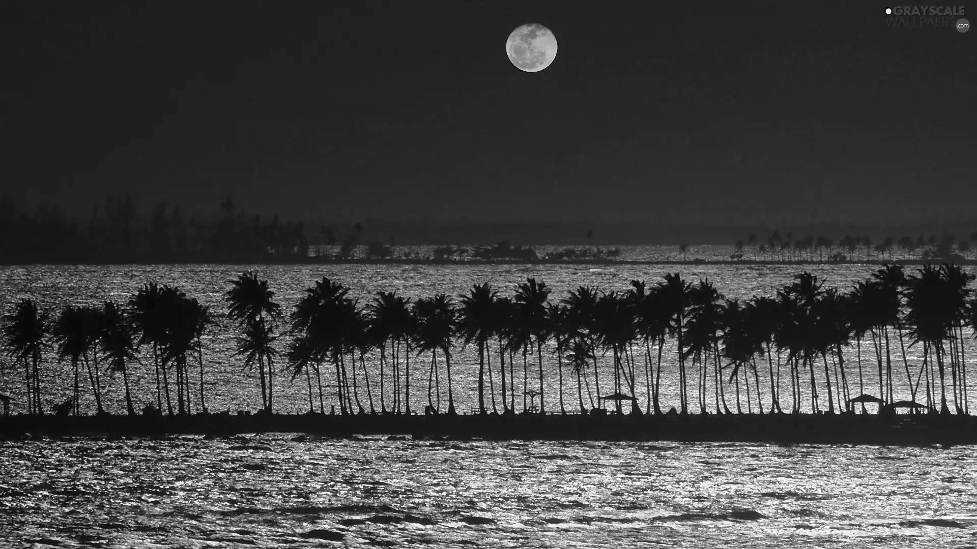 Palms, sea