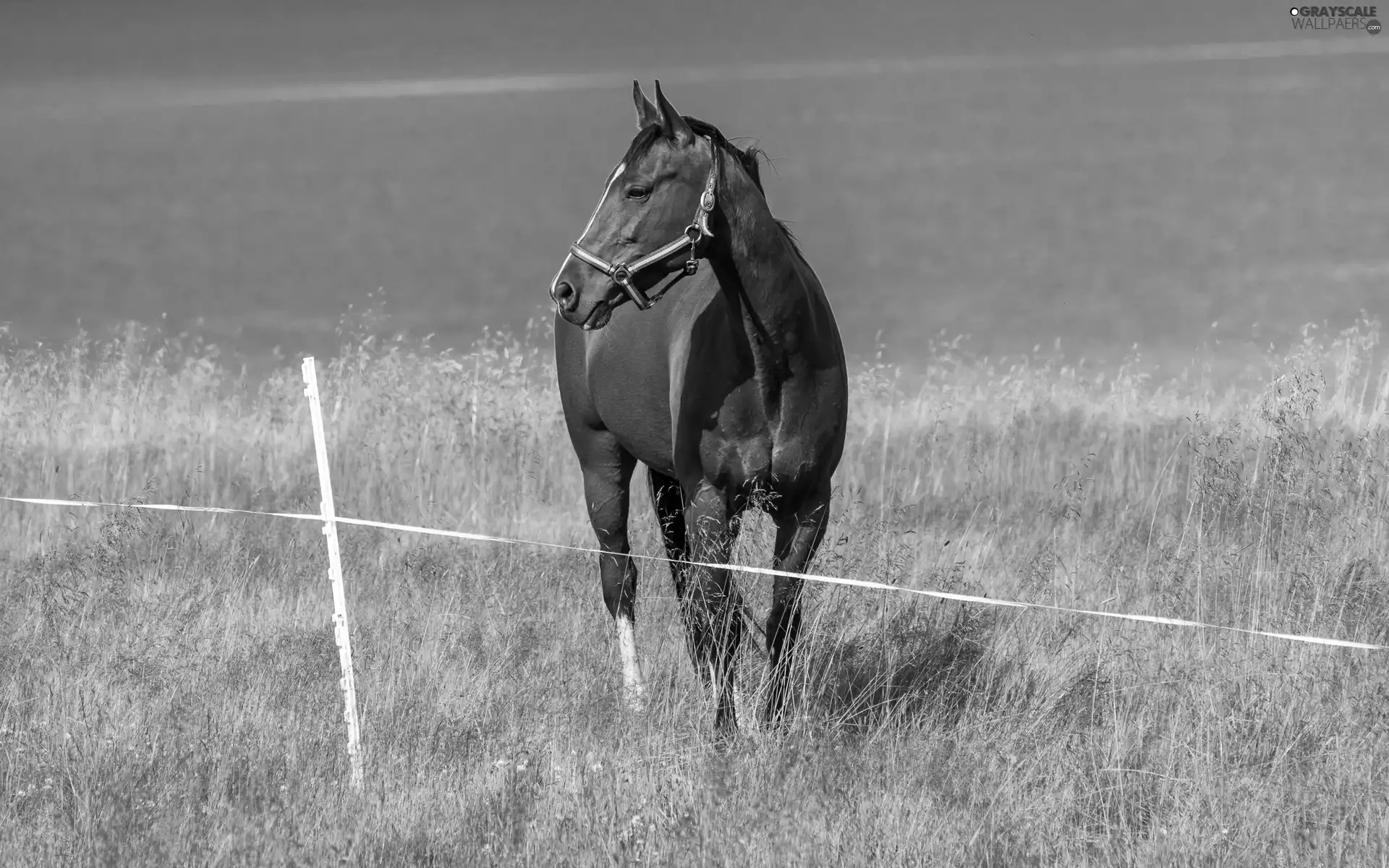 sea, Horse, pasture