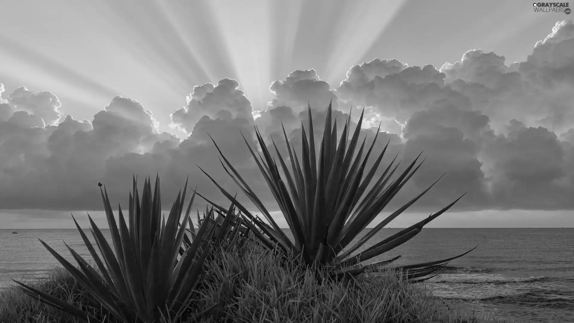 grass, Leaf, sun, sea, clouds, Plants