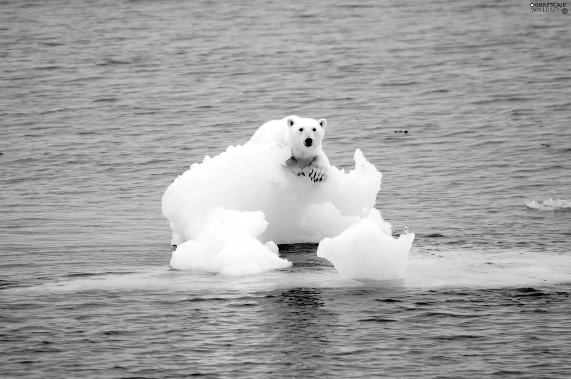 floe, Polar bear, sea