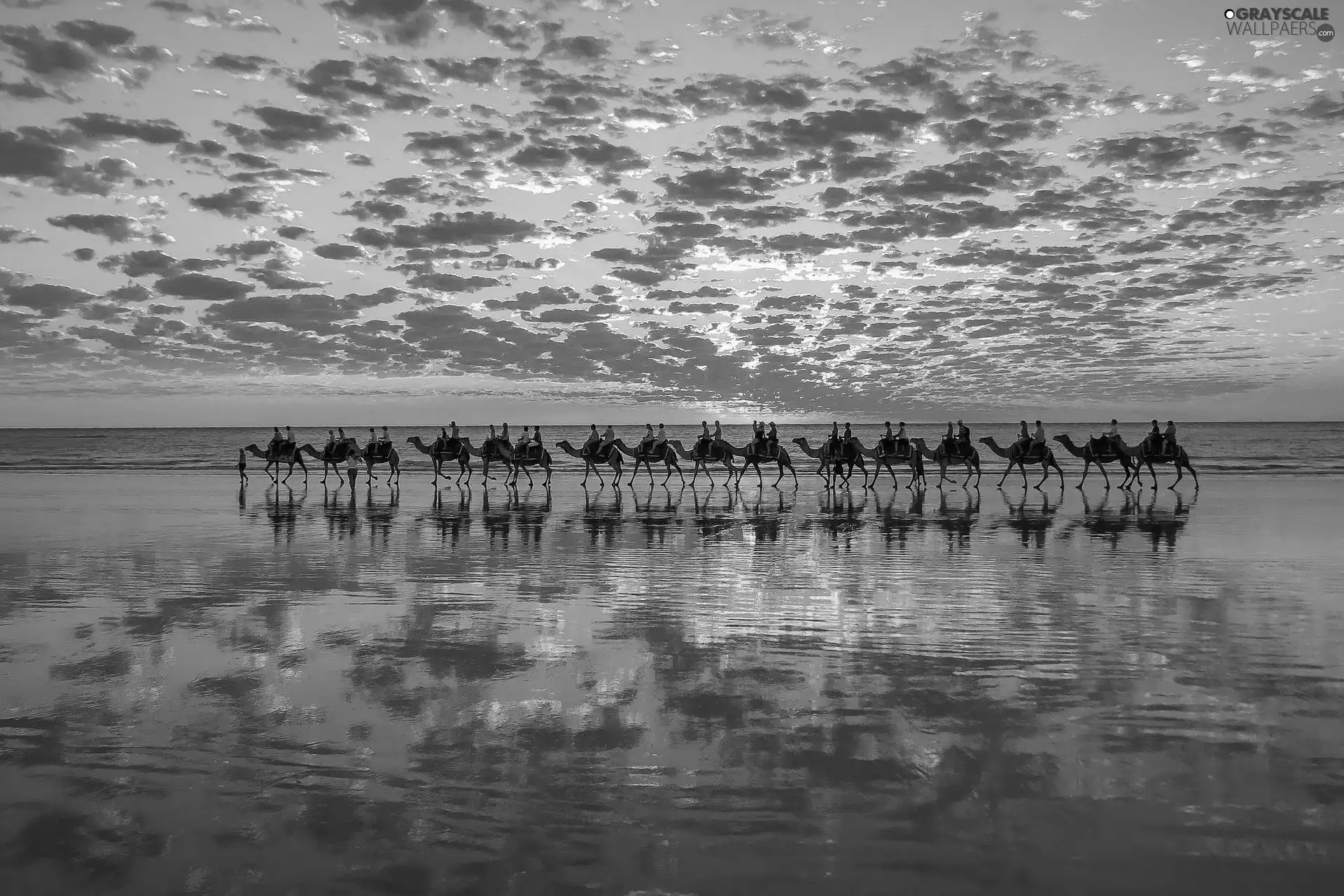 sea, reflection, west, sun, Camels