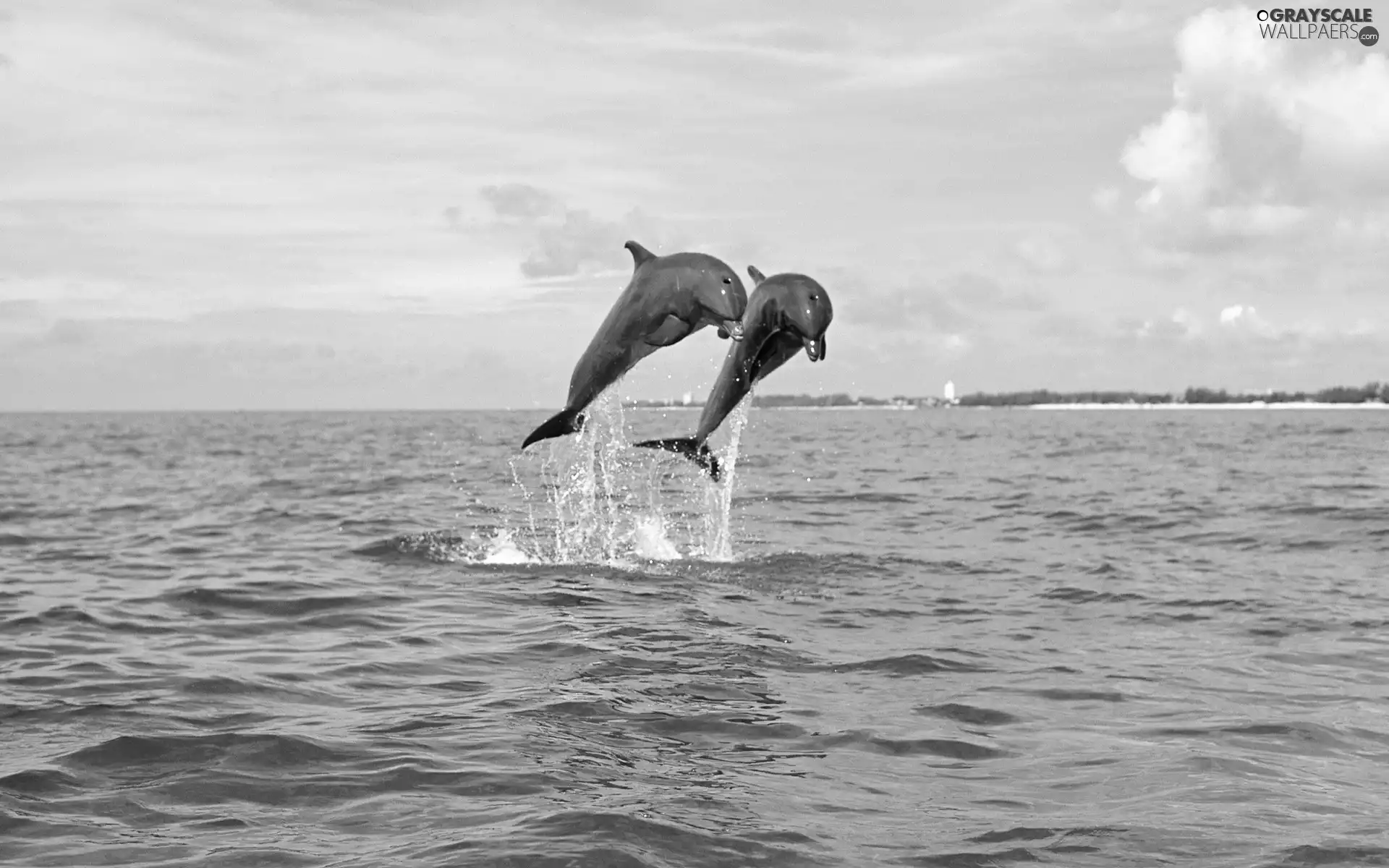 sea, Sky, dolphins, jump, Two cars
