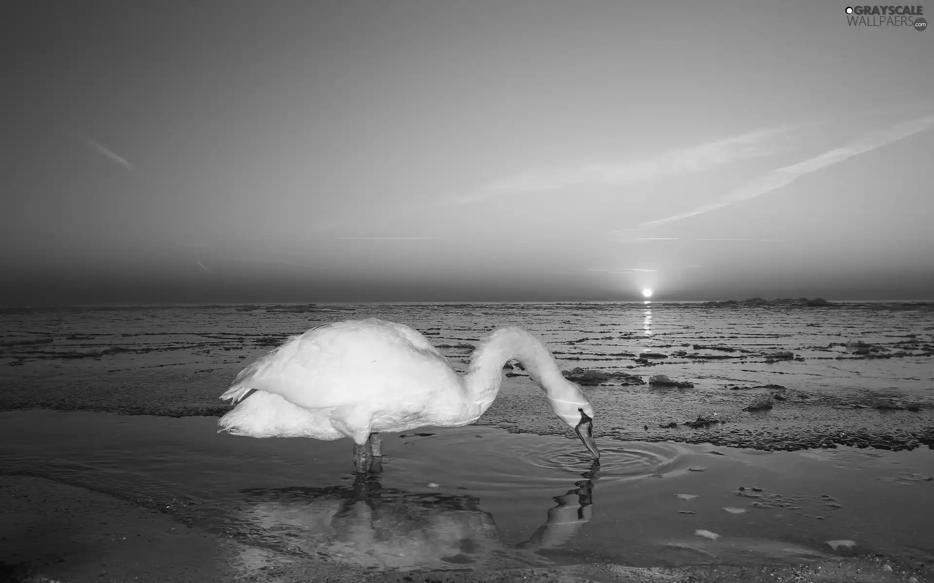 Swans, sun, sea, west