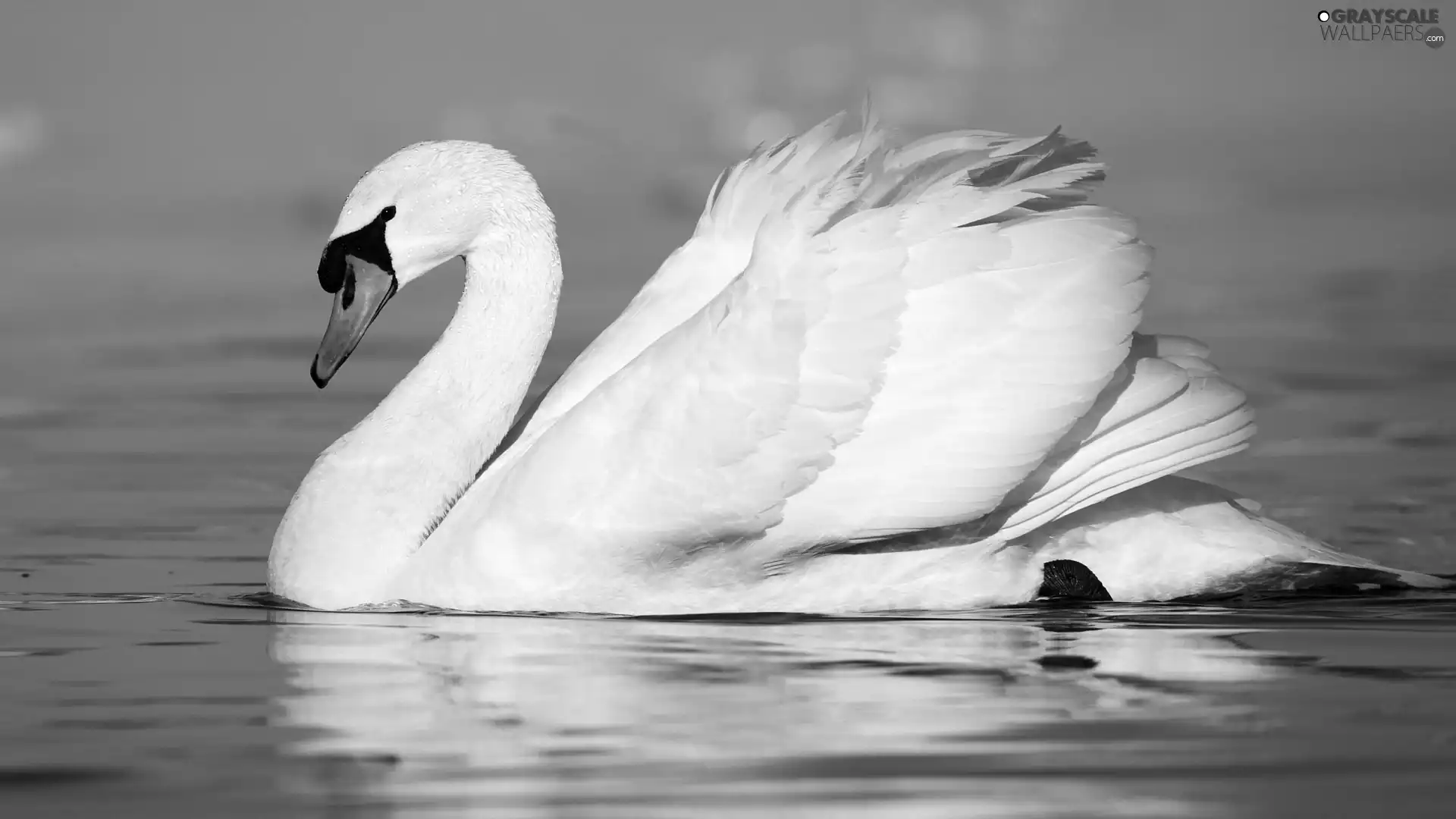 Swans, sea