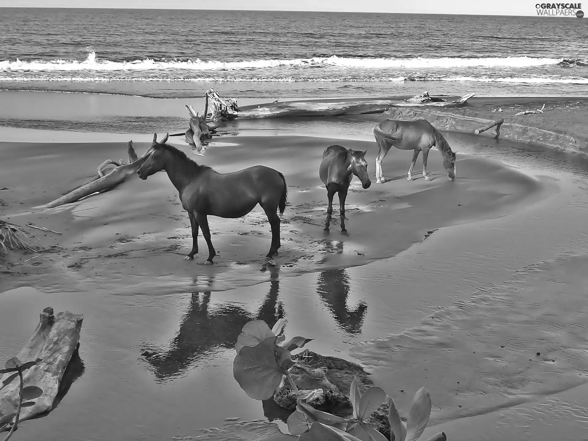 Three, Beaches, sea, bloodstock