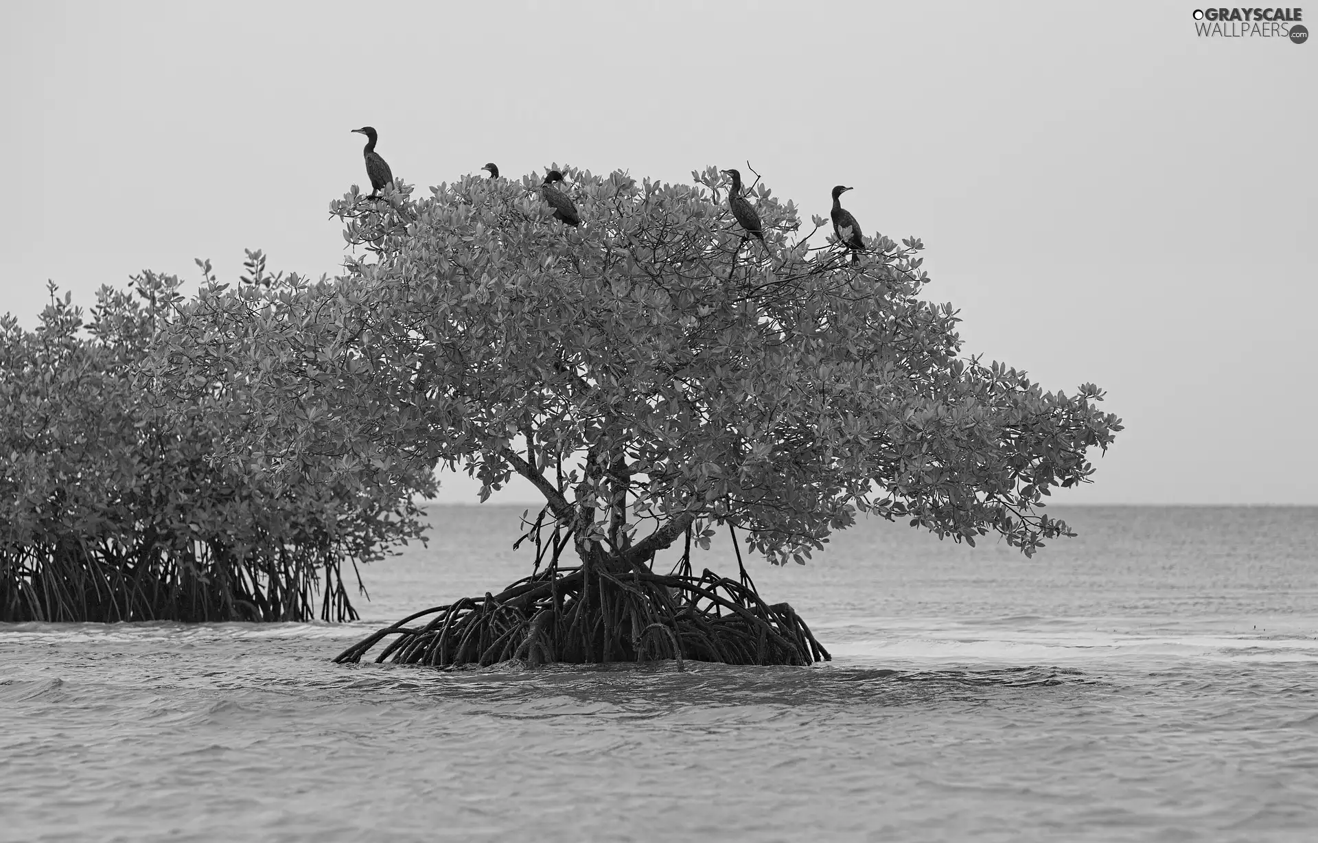 sea, cormorants, trees