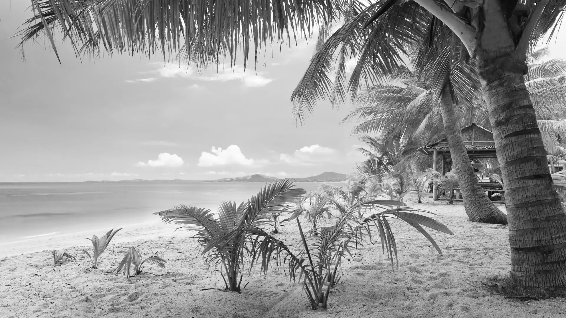 sea, Tropical, Palms, Home, Beaches