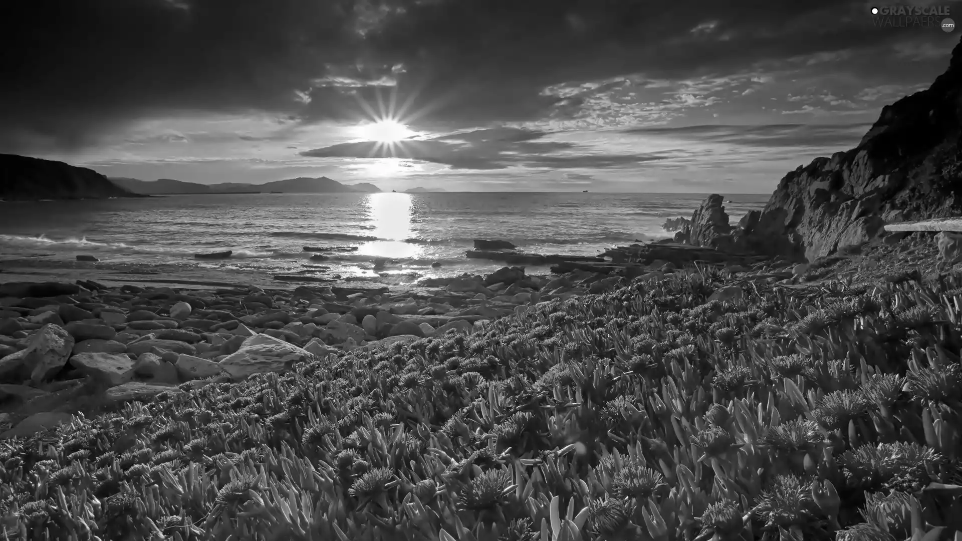 west, Flowers, sea, sun