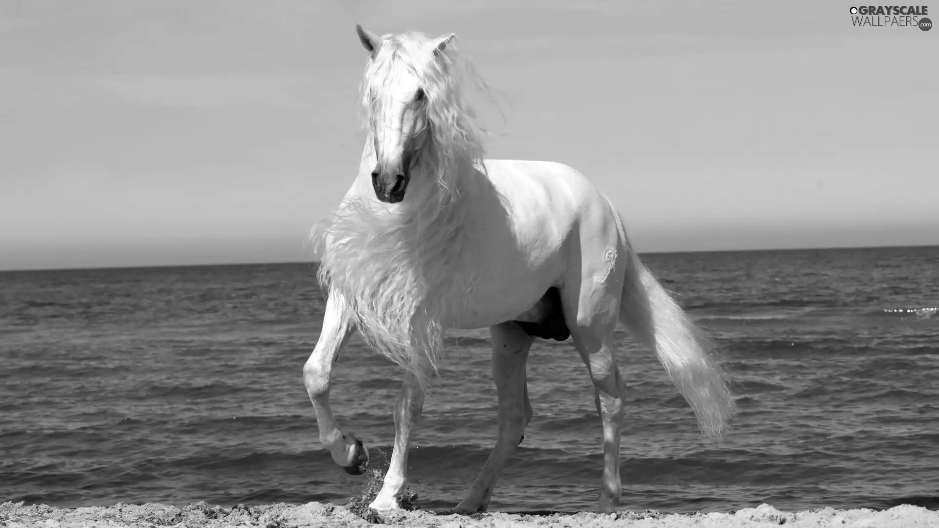 White, mane, sea, Horse