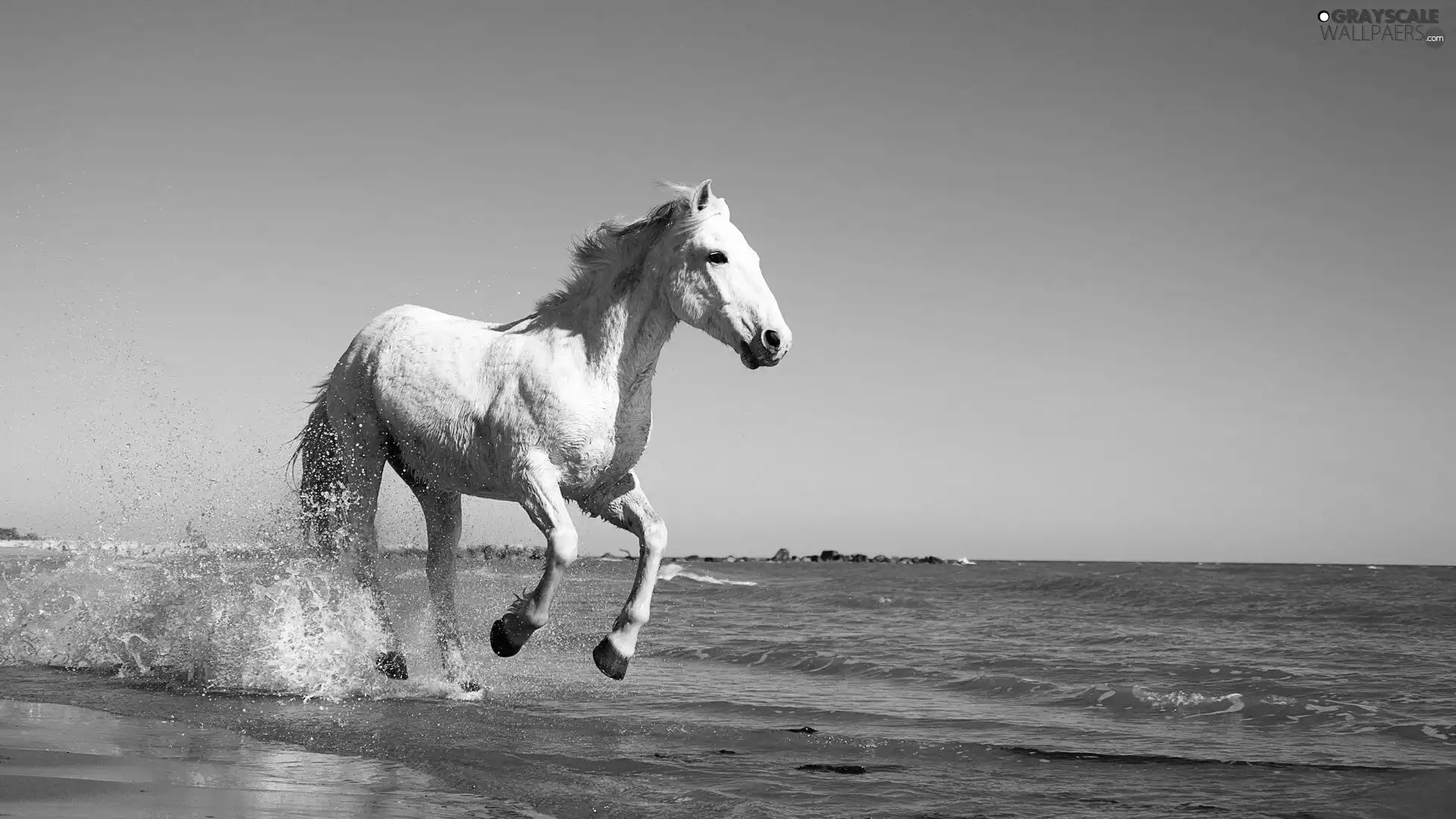 White, trot, sea, Horse