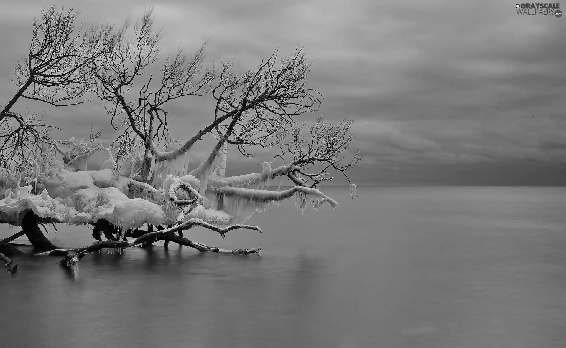 winter, trees, sea, icy