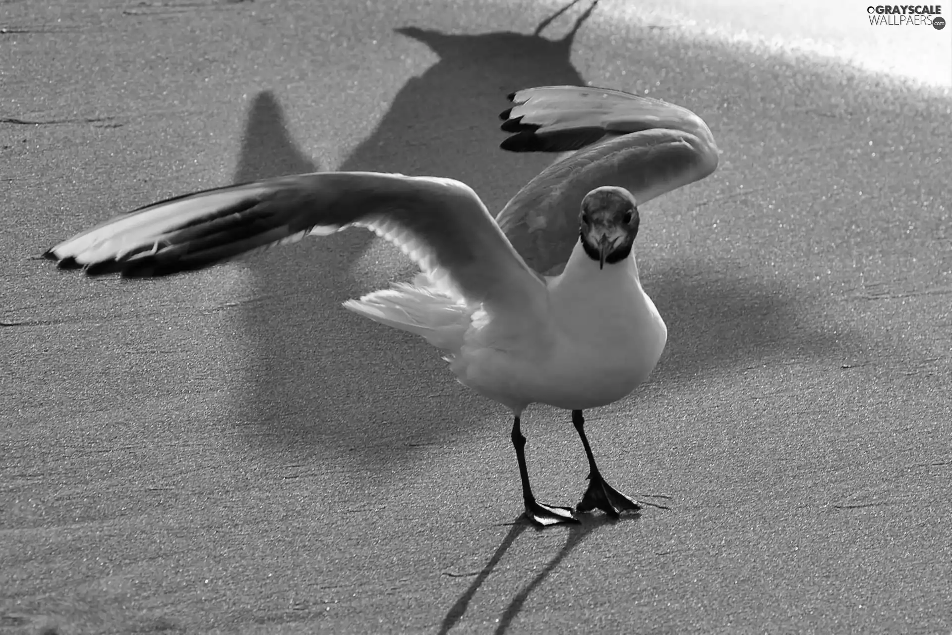 Beaches, seagull