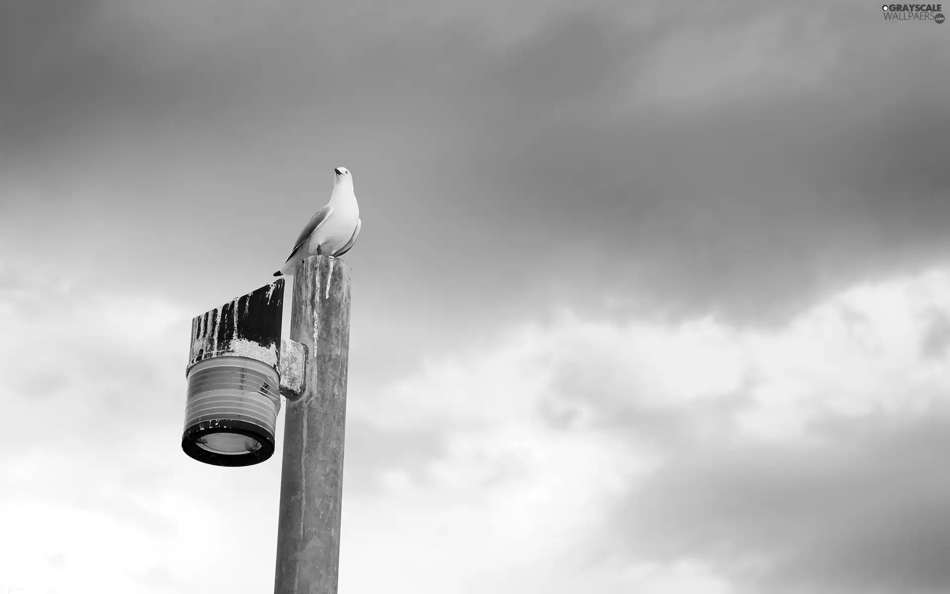 seagull, Sky, clouds