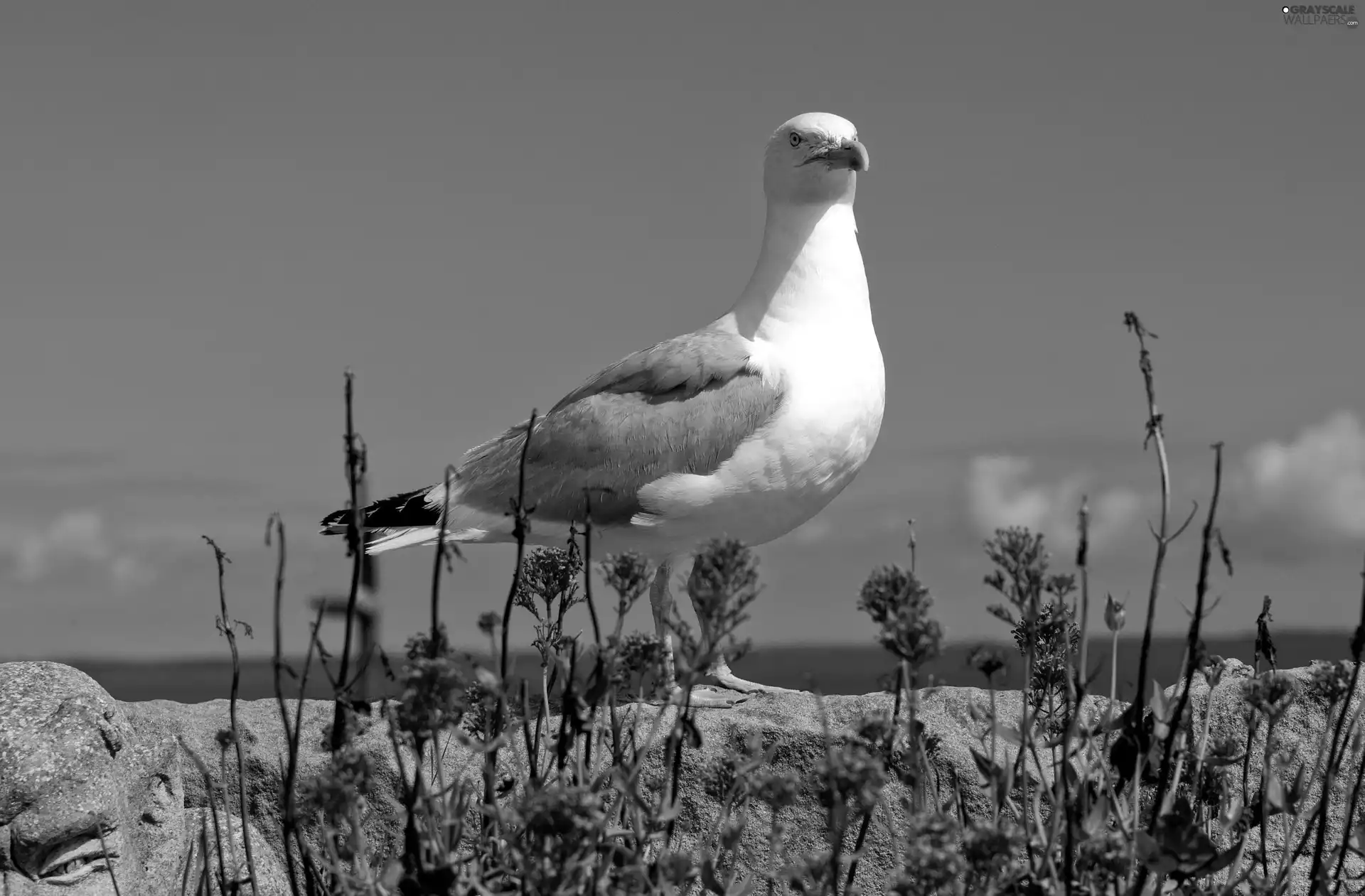 Sky, Flowers, seagull, Stones