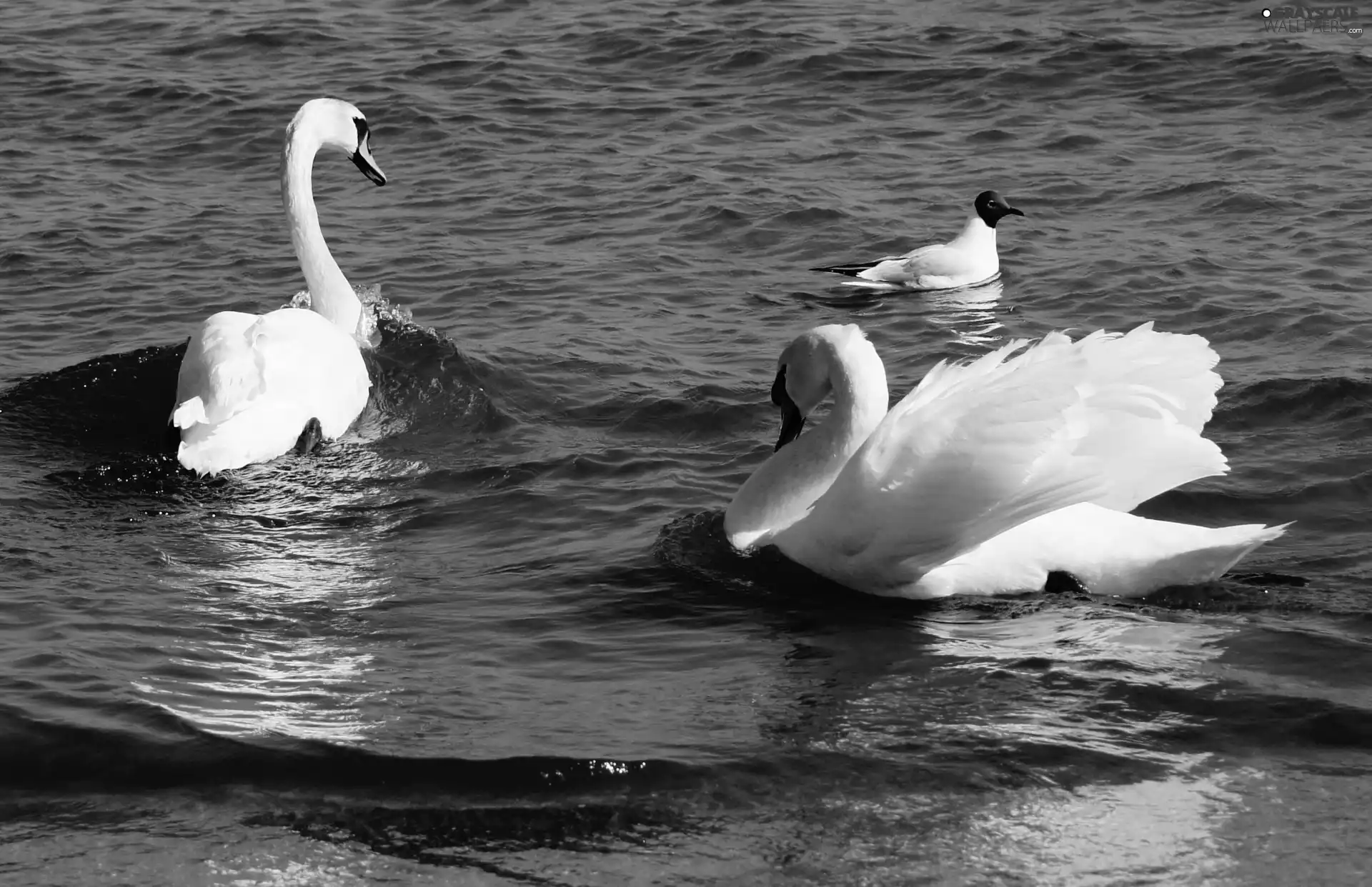 Swan, seagull