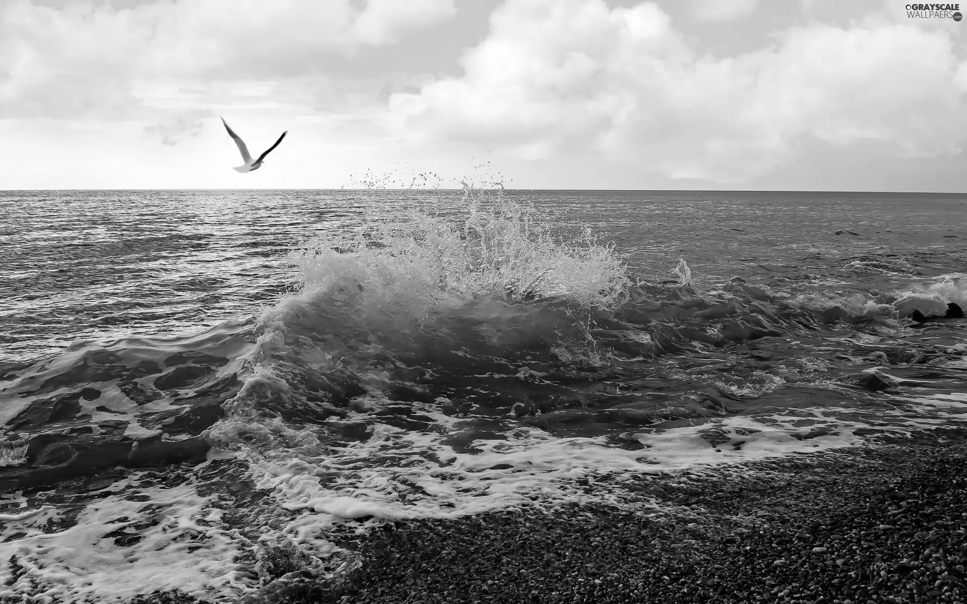 seagull, sea, Waves