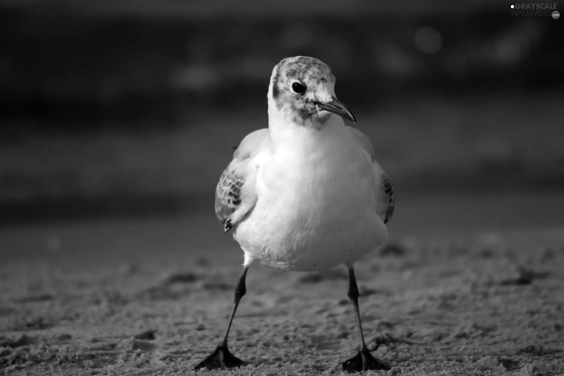 seagull