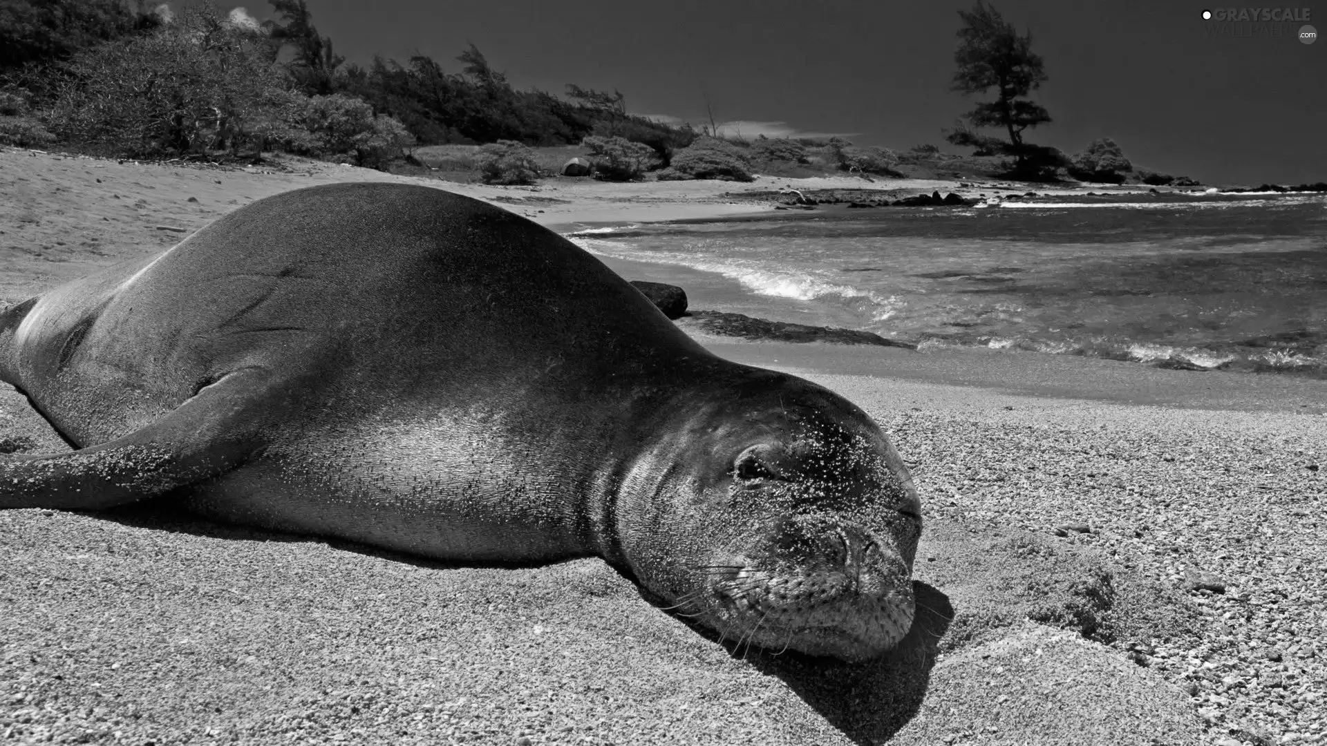 seal, sea, Sand