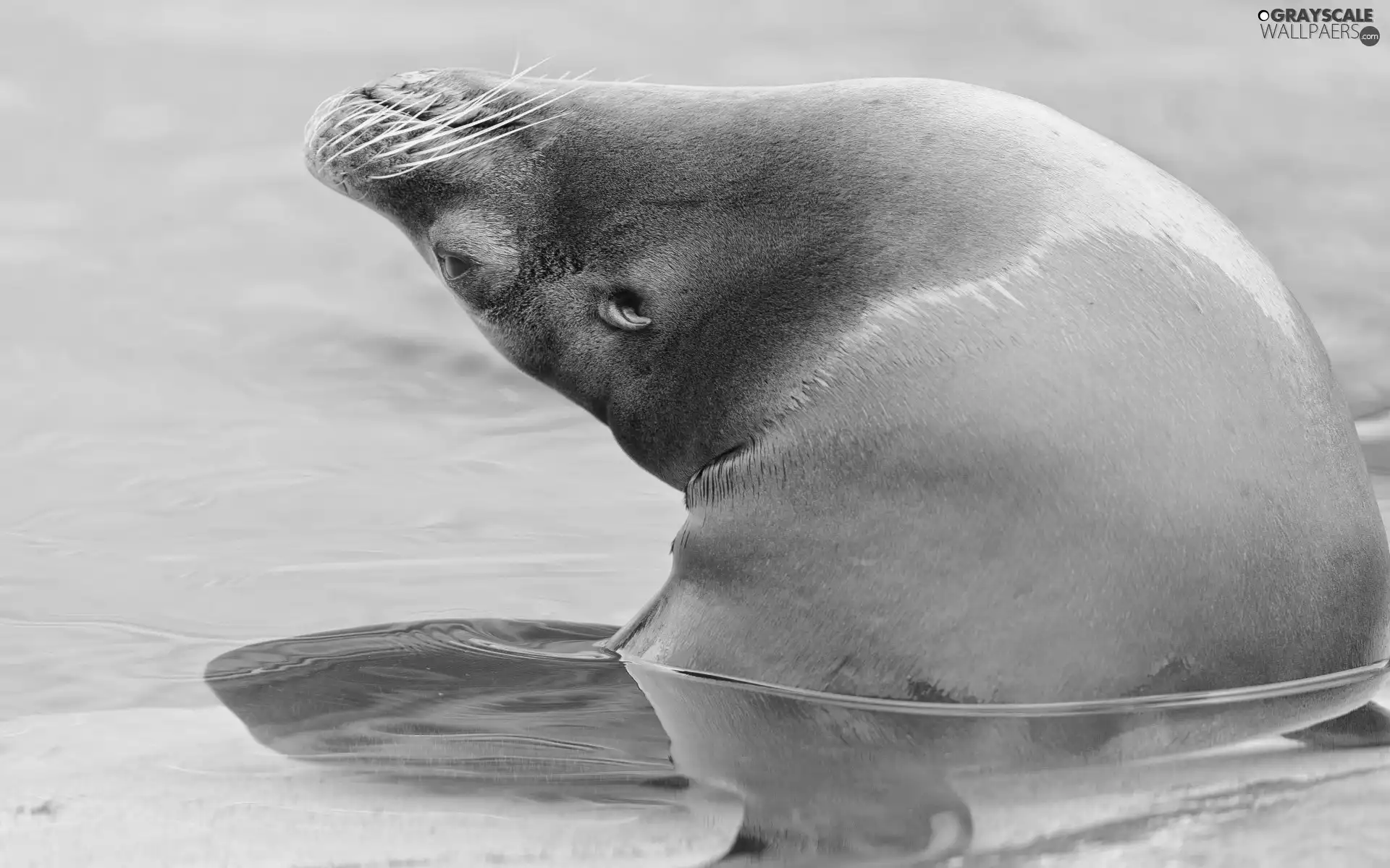 seal, blue, water