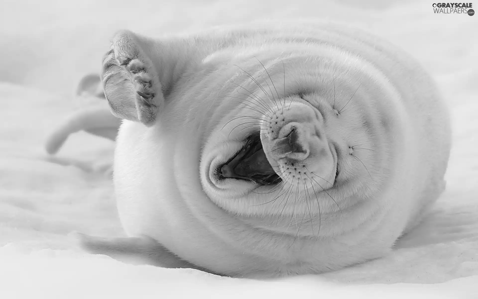 seal, White, yawning