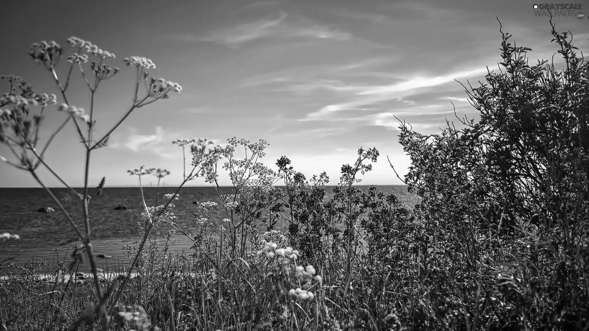 sea, VEGETATION, seaside, Flowers