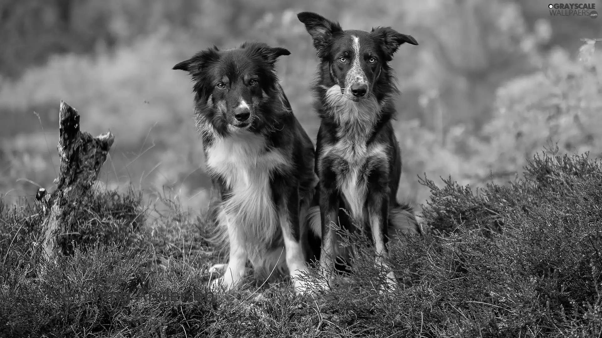 Border Collie, grass, seating, Dogs, Two cars
