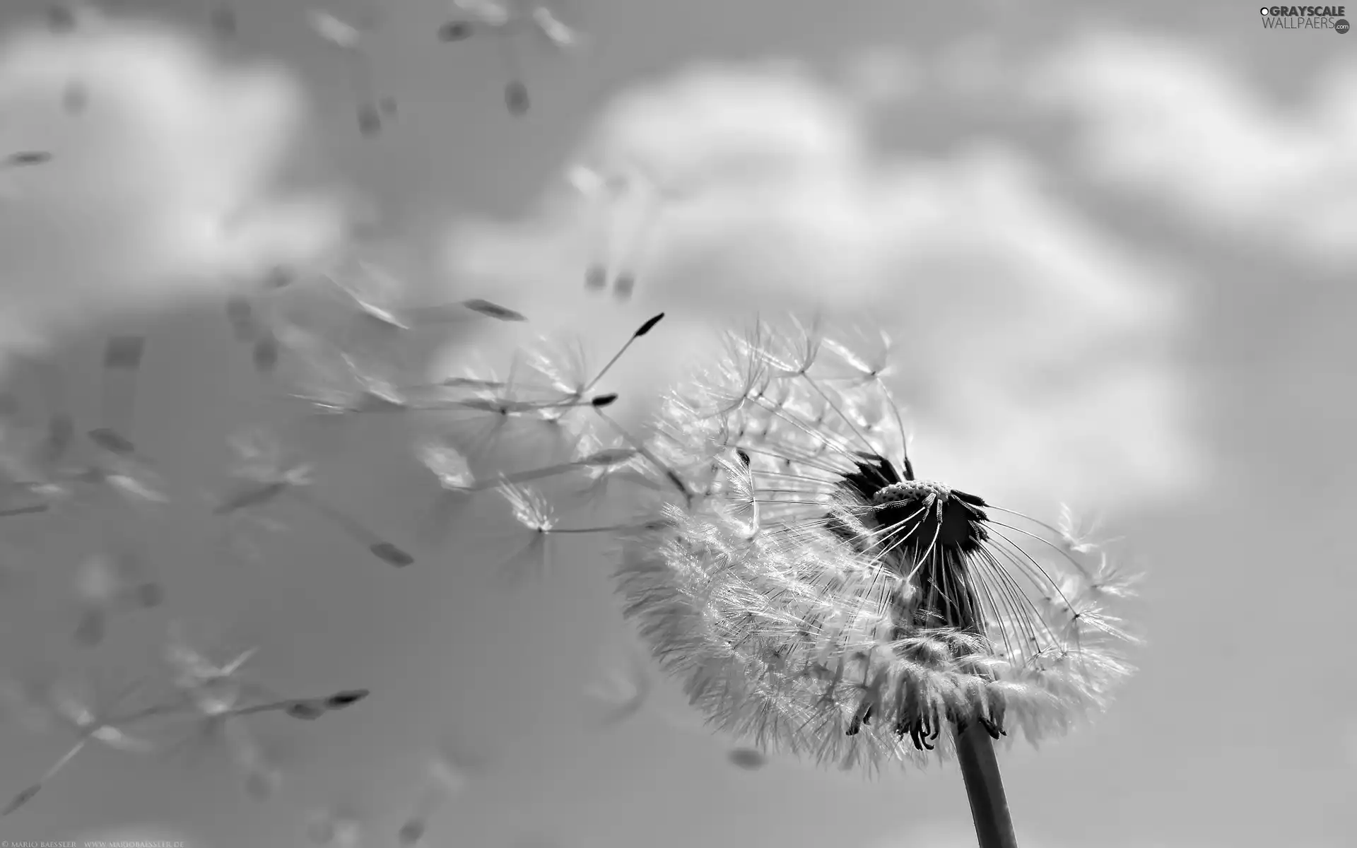 dandelion, Seeds