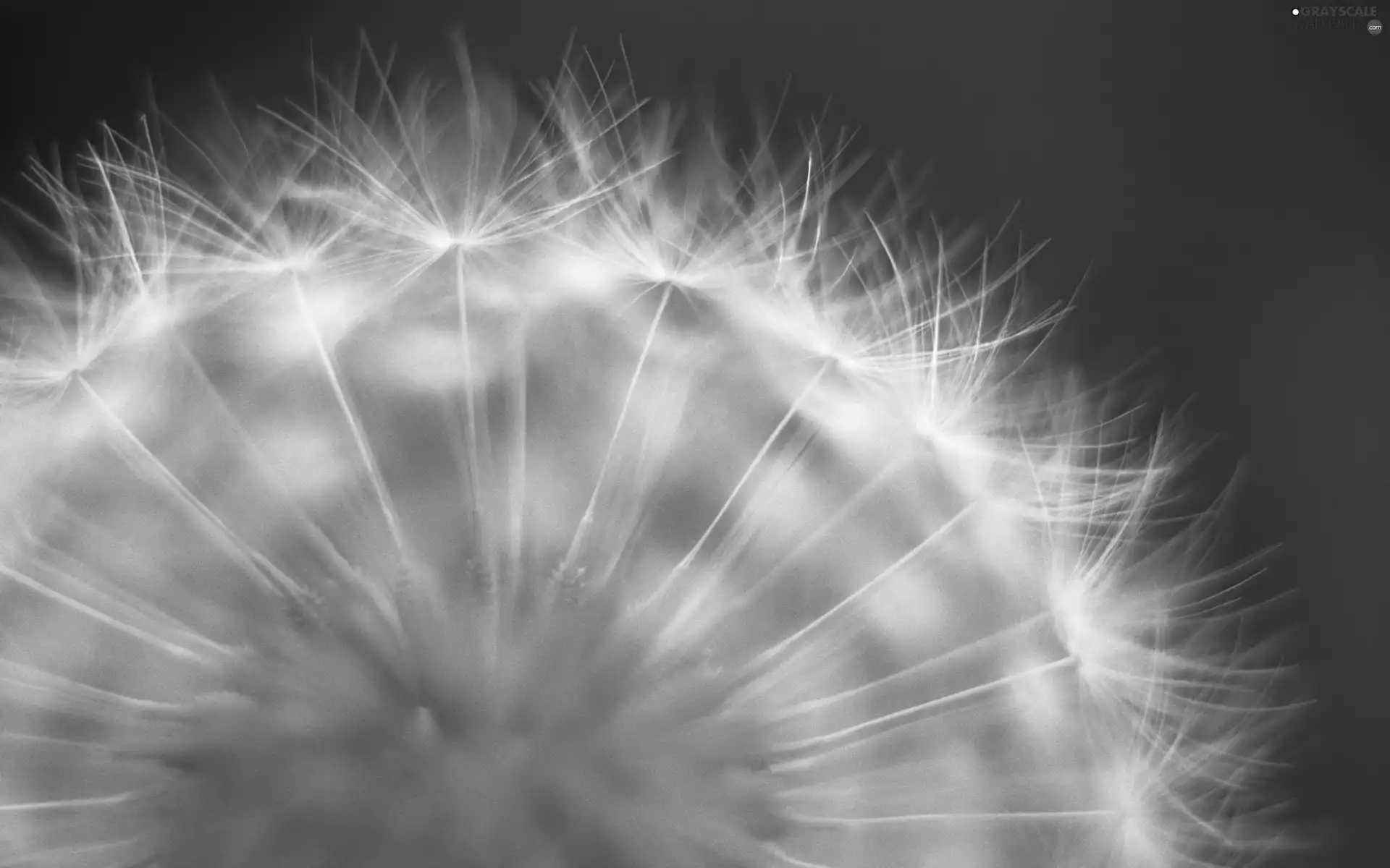 Seeds, puffball, dandelion