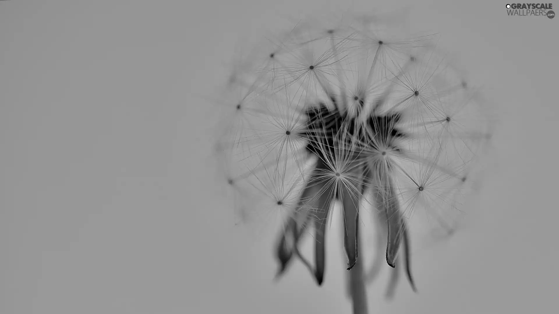 dandelion, seeds